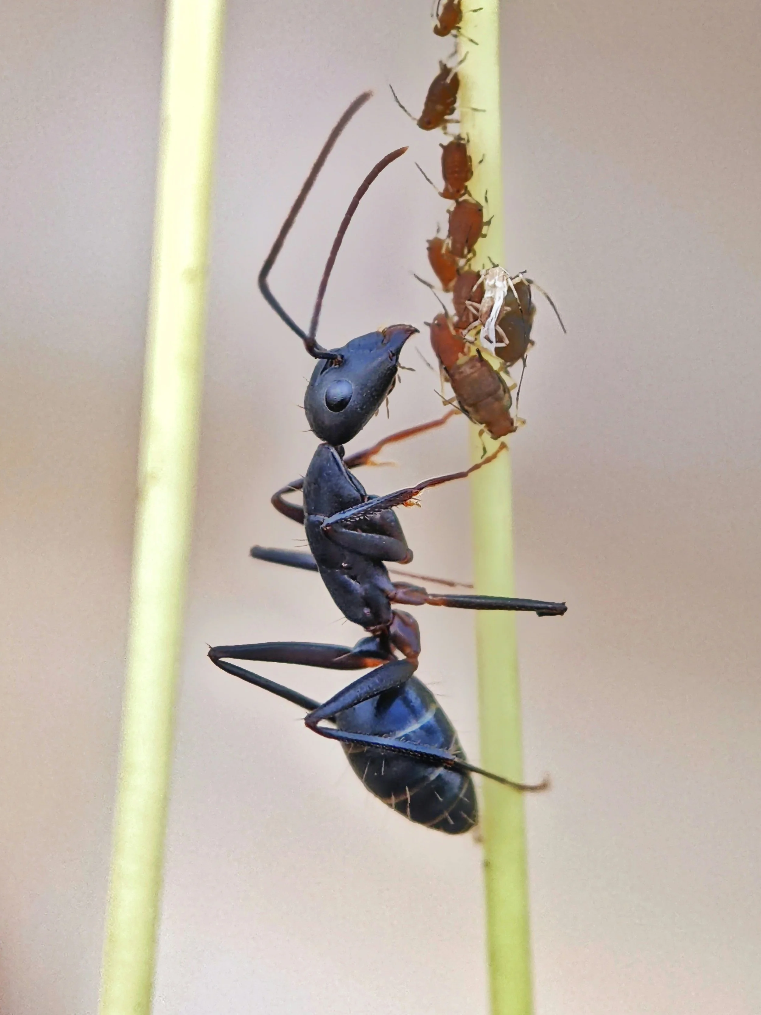 An ant carrying a dead insect while other insects cling to a vertical plant stem