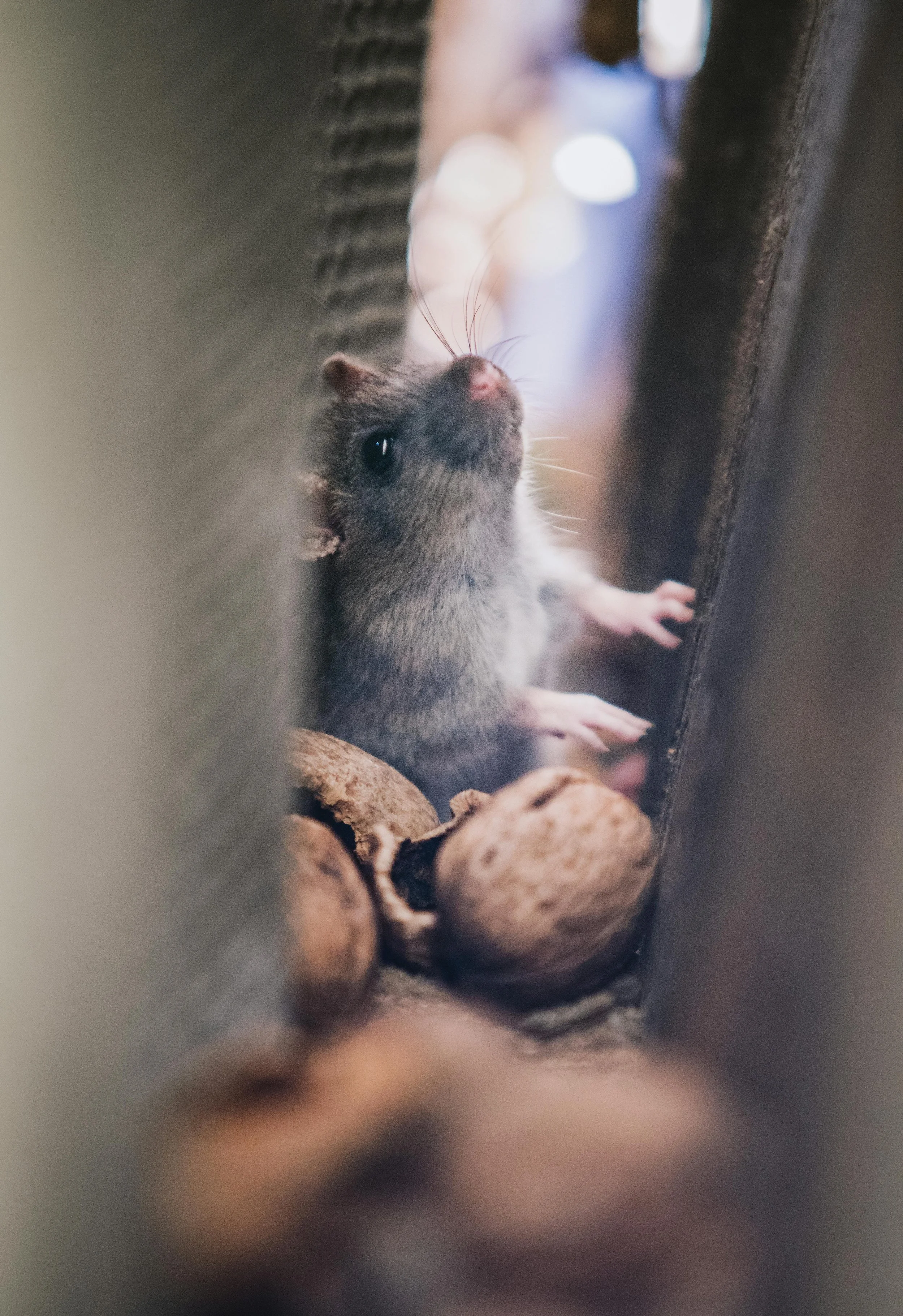 A small baby ferret with dark eyes and gray fur sitting among walnuts, peeking through a narrow gap between two surfaces.