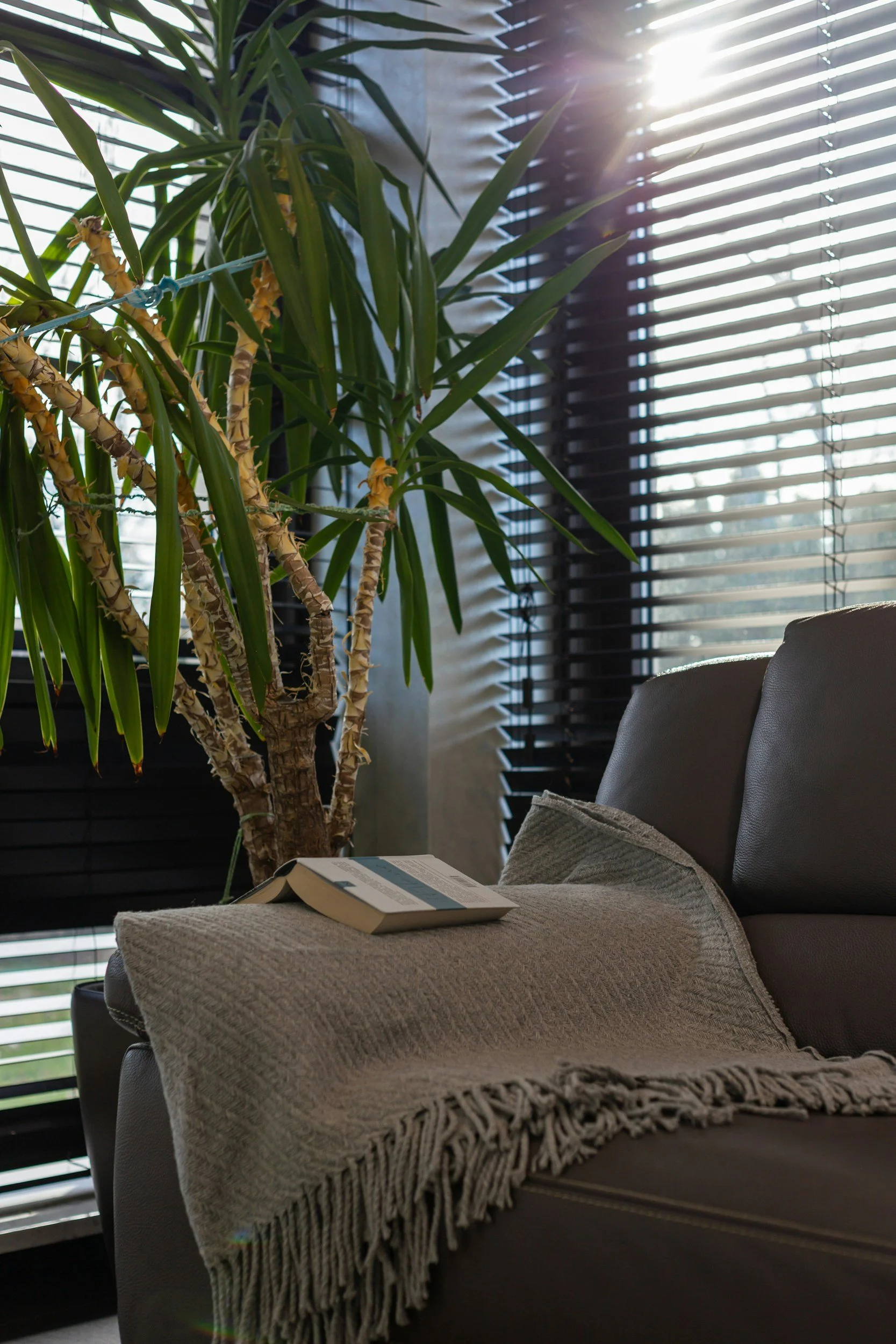 A cozy indoor scene with a large green houseplant near a window with black blinds. Sunlight filters through the blinds, illuminating part of the plant and the interior. There is a gray upholstered chair with a beige throw blanket and an open book on it.