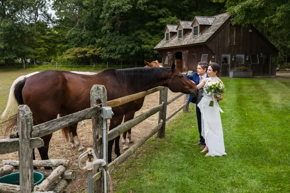 A Playful Moment with the Horses