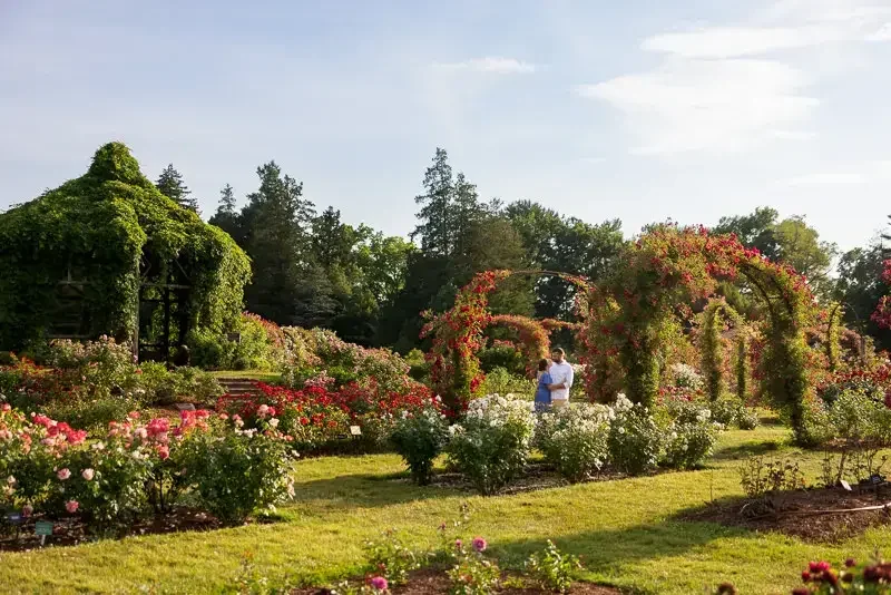 Golden Hour in the Rose Garden