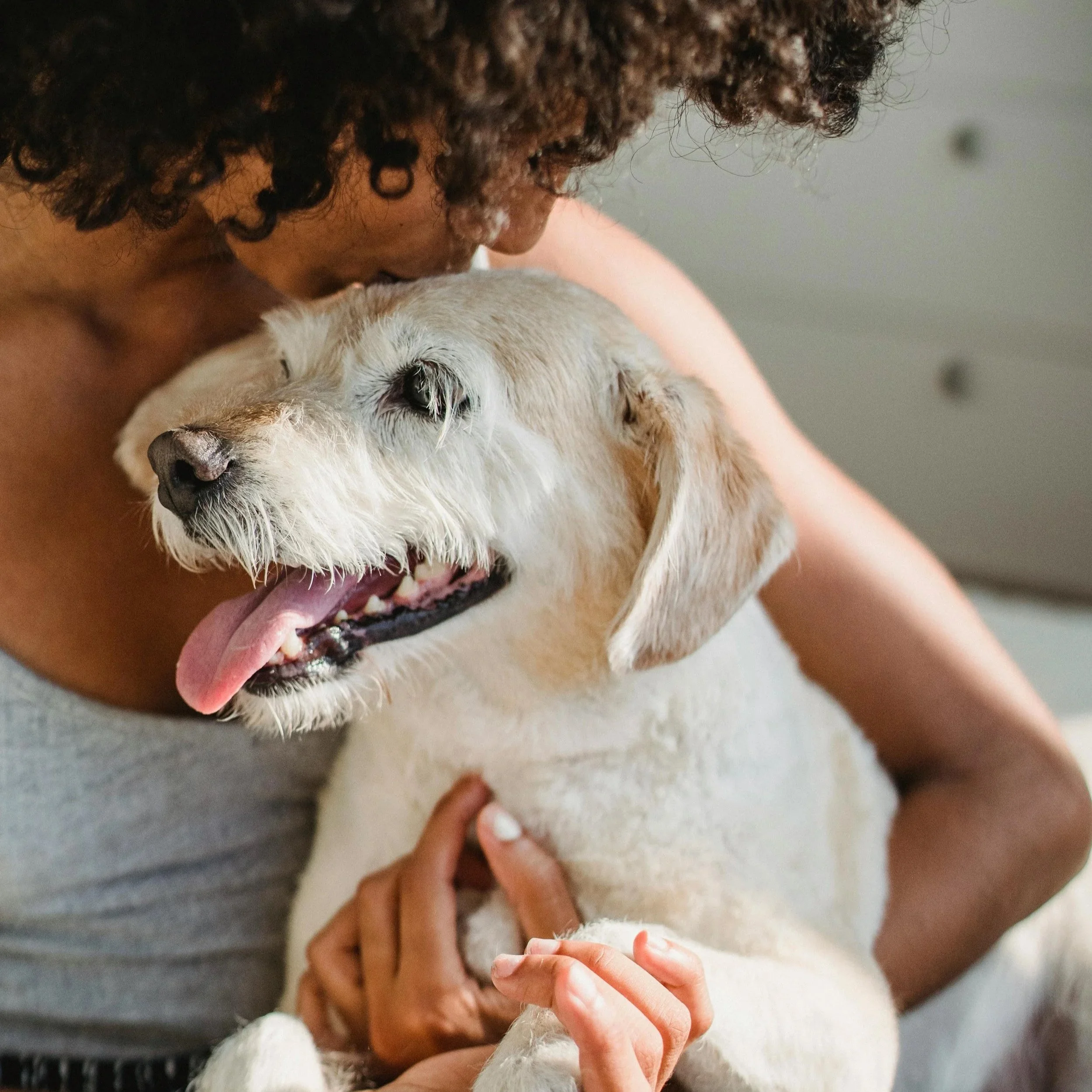 Una persona con cabello rizado de color oscuro acaricia a un perro Labrador de color crema, que tiene los ojos cerrados y la lengua afuera, en un ambiente interior. GPS inteligente para mascotas.