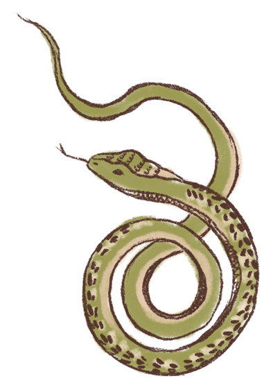 Illustration of a coiled snake with a detailed head and patterned body.