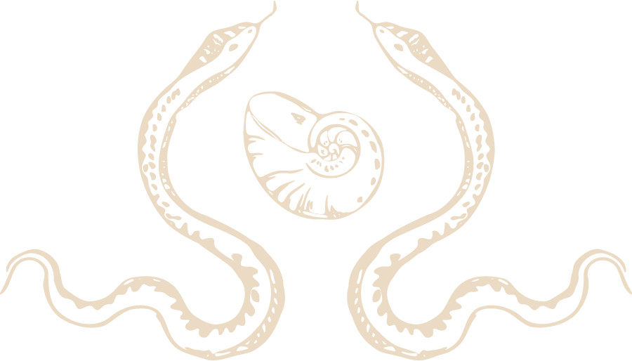 Black background with a beige illustrated nautilus shell in the center, flanked by two symmetrical snakes with their heads near the shell.