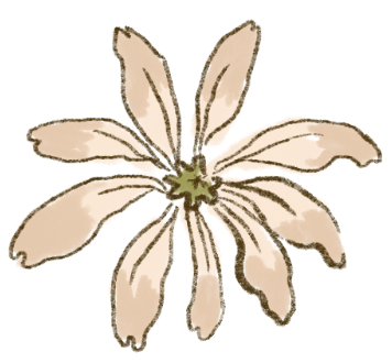 A cream-colored flower with multiple petals and a green center.