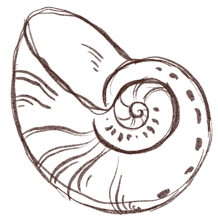 A line drawing of a seashell with a spiral shape.