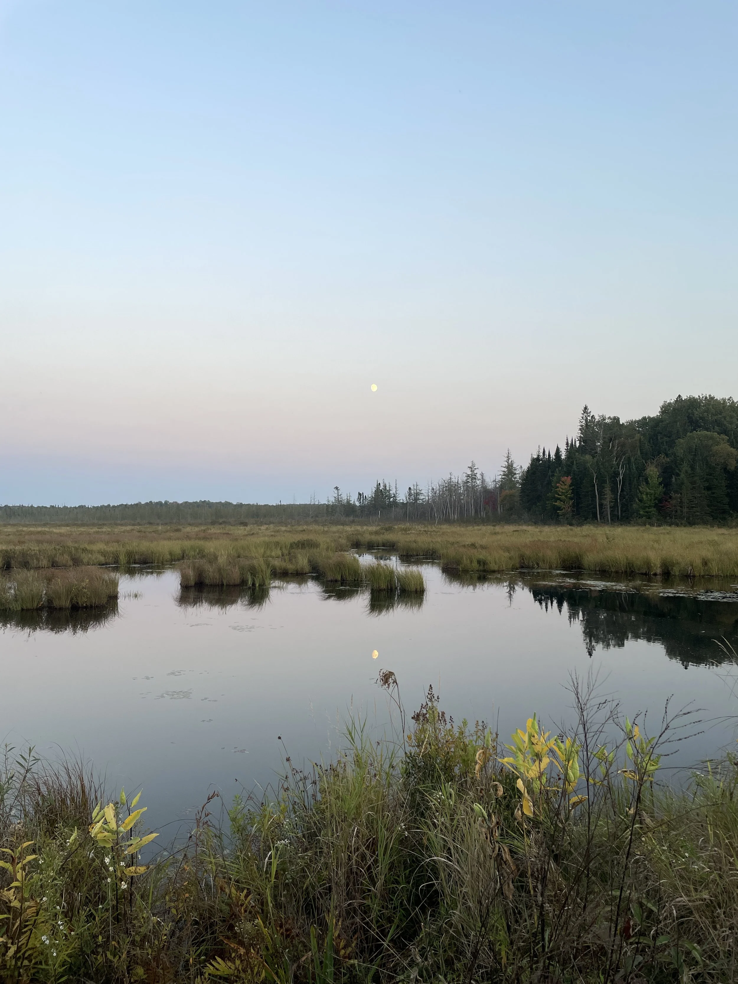A tranquil wetland scene at dusk with still water reflecting the moon and sky, surrounded by tall grasses and trees.