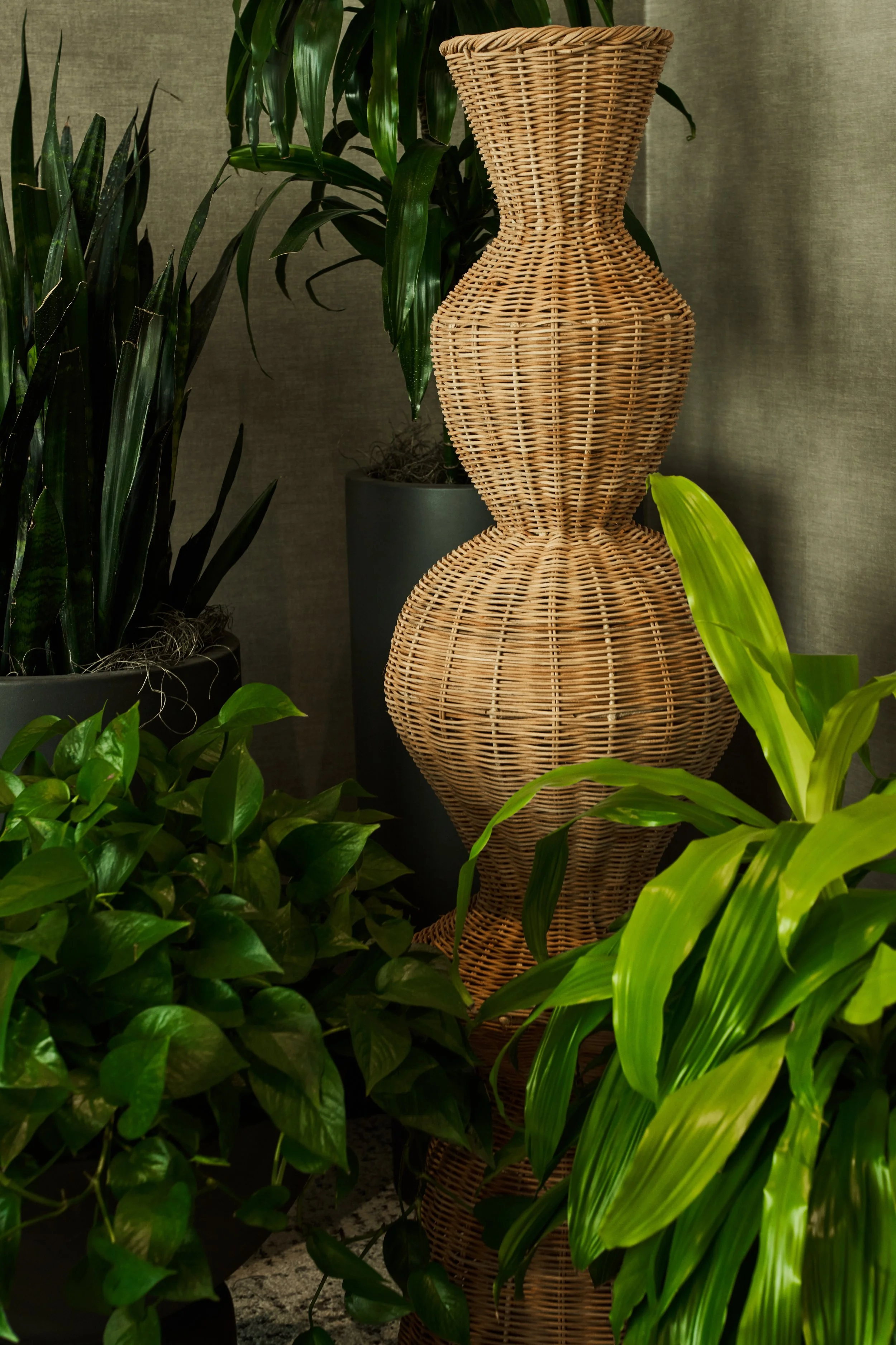 A woven wicker vase is surrounded by green houseplants with various leaf shapes and sizes, set against a neutral background.