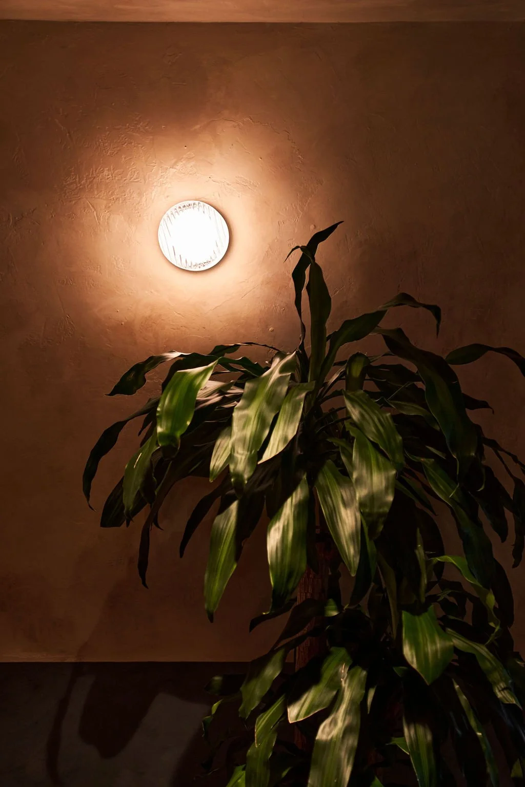 Indoor plant with large green leaves positioned in front of a wall with a lit circular wall sconce.