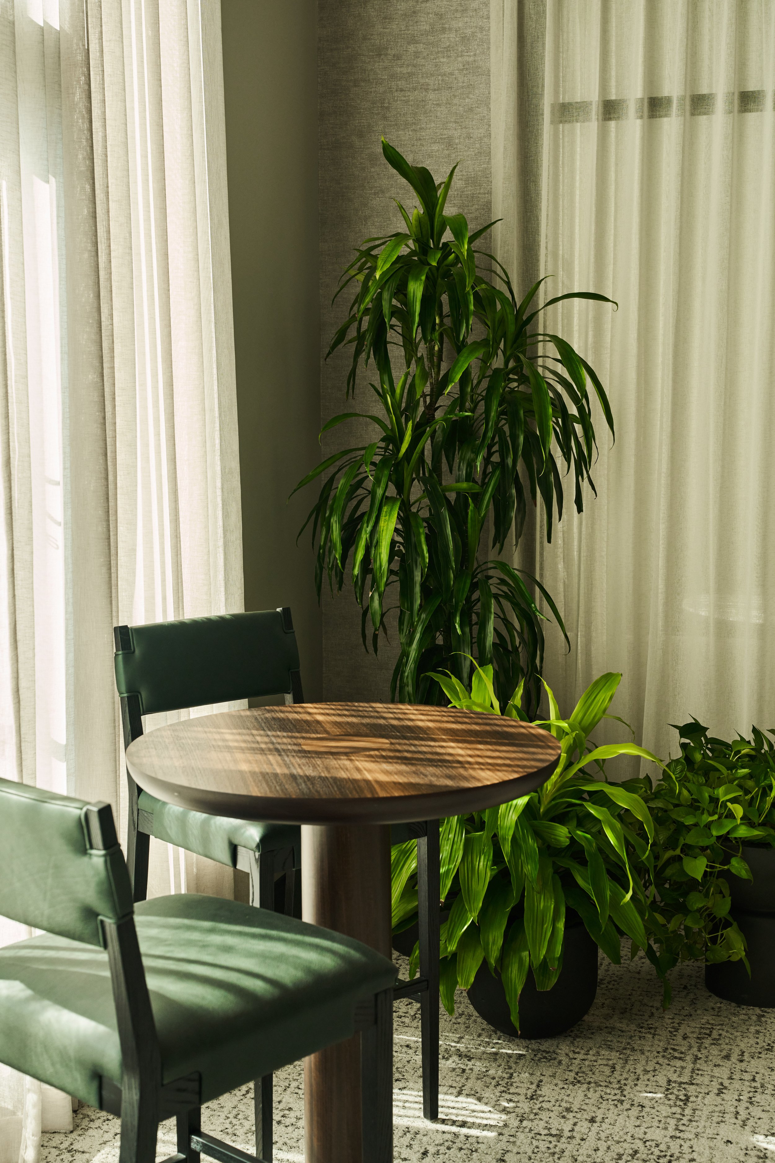 Interior of a room with large green potted plant, a round wooden table, green chairs, and sheer curtains.