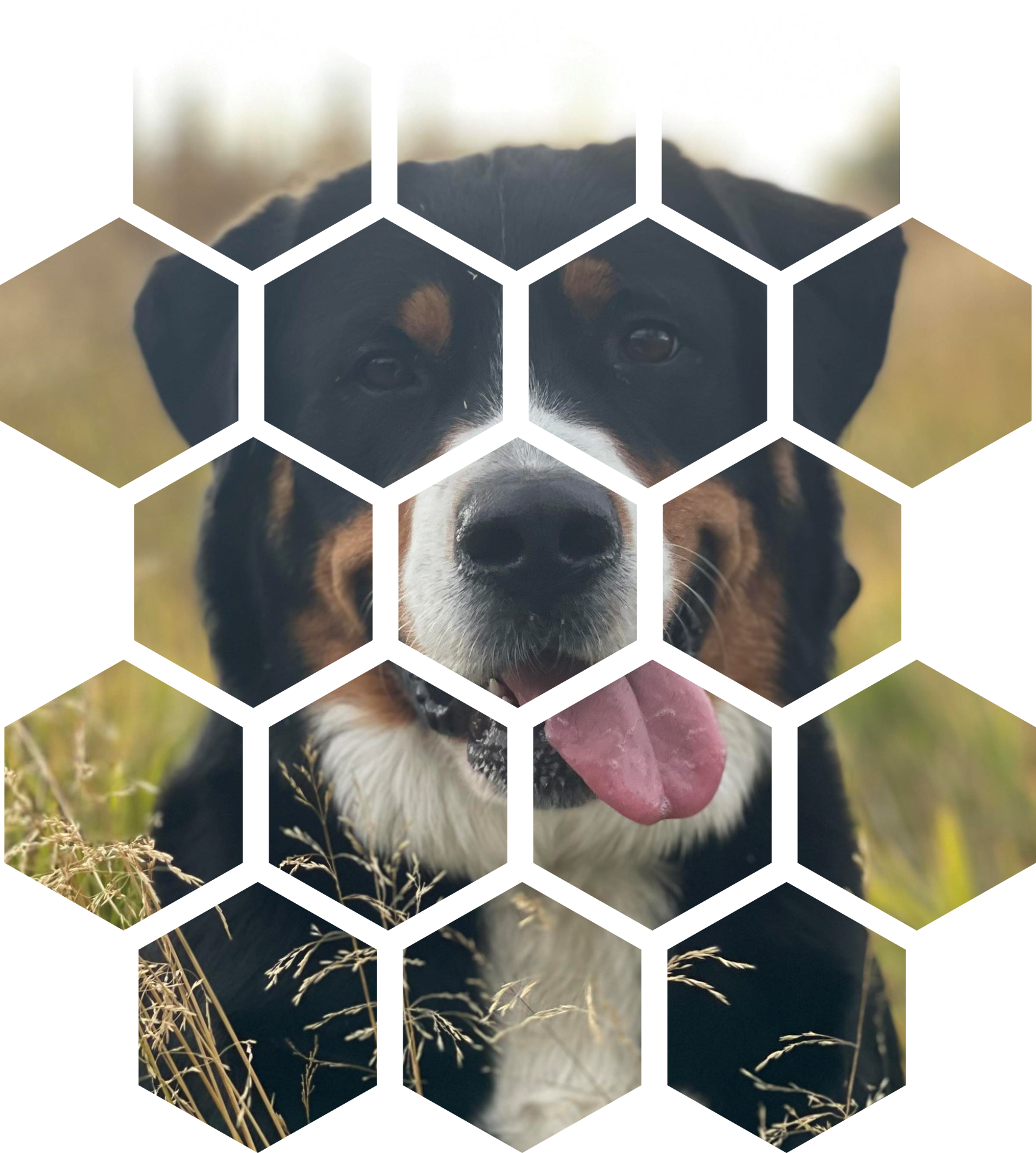 A cute black, white, and brown dog with a pink tongue hanging out in a field of grass.