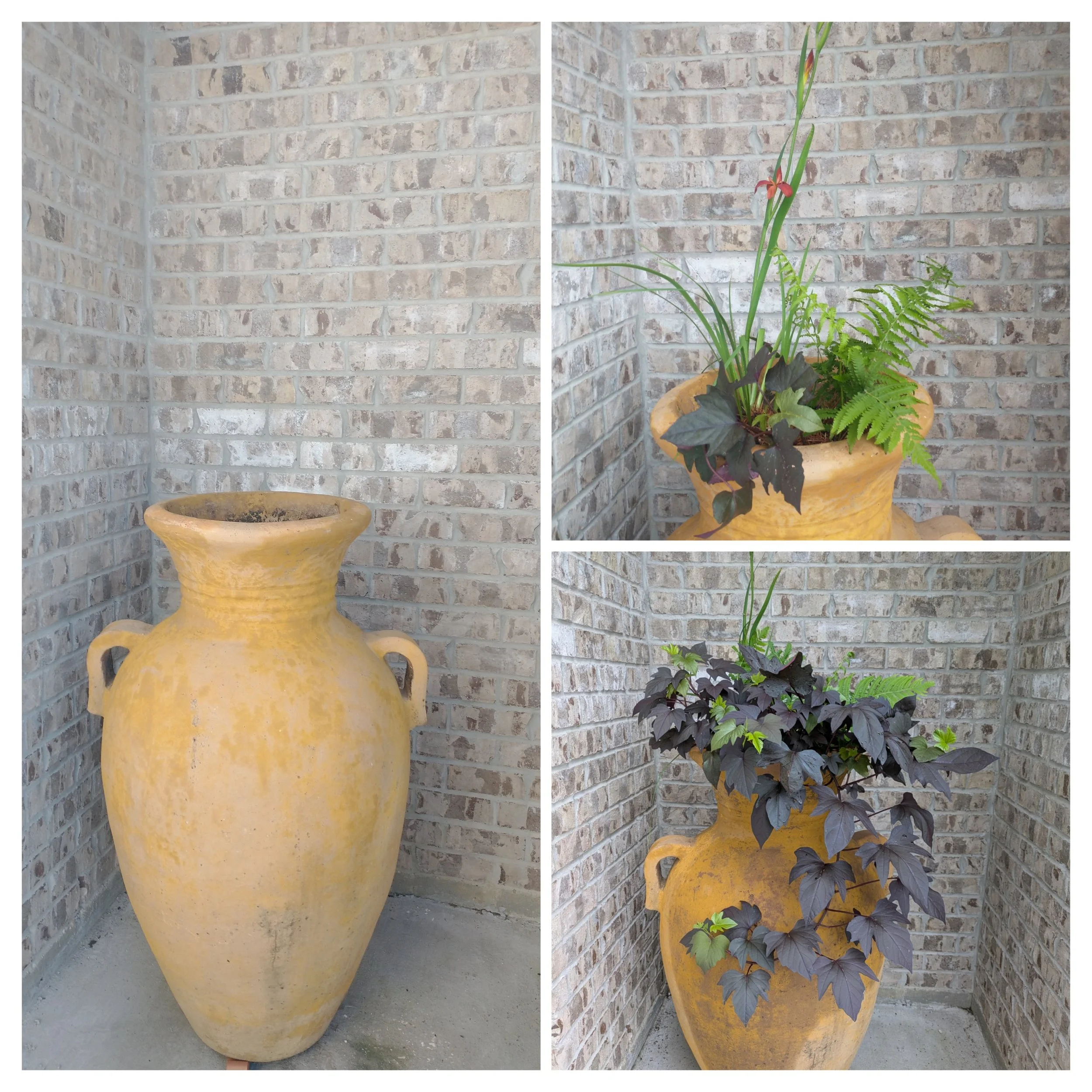 Native Plant Container Arrangements