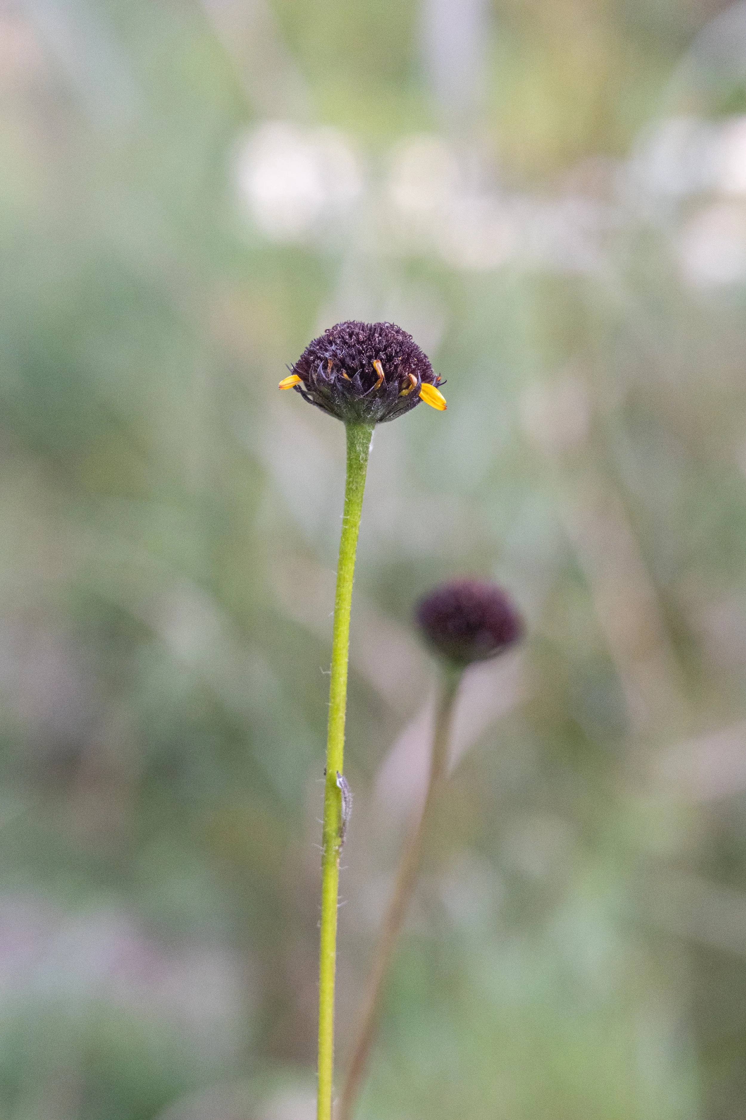 043A6005.jpg