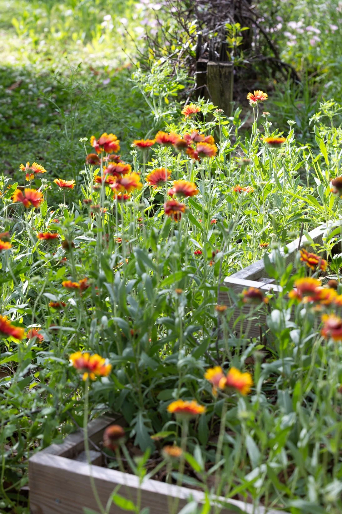 Basic Garden Consultation Service