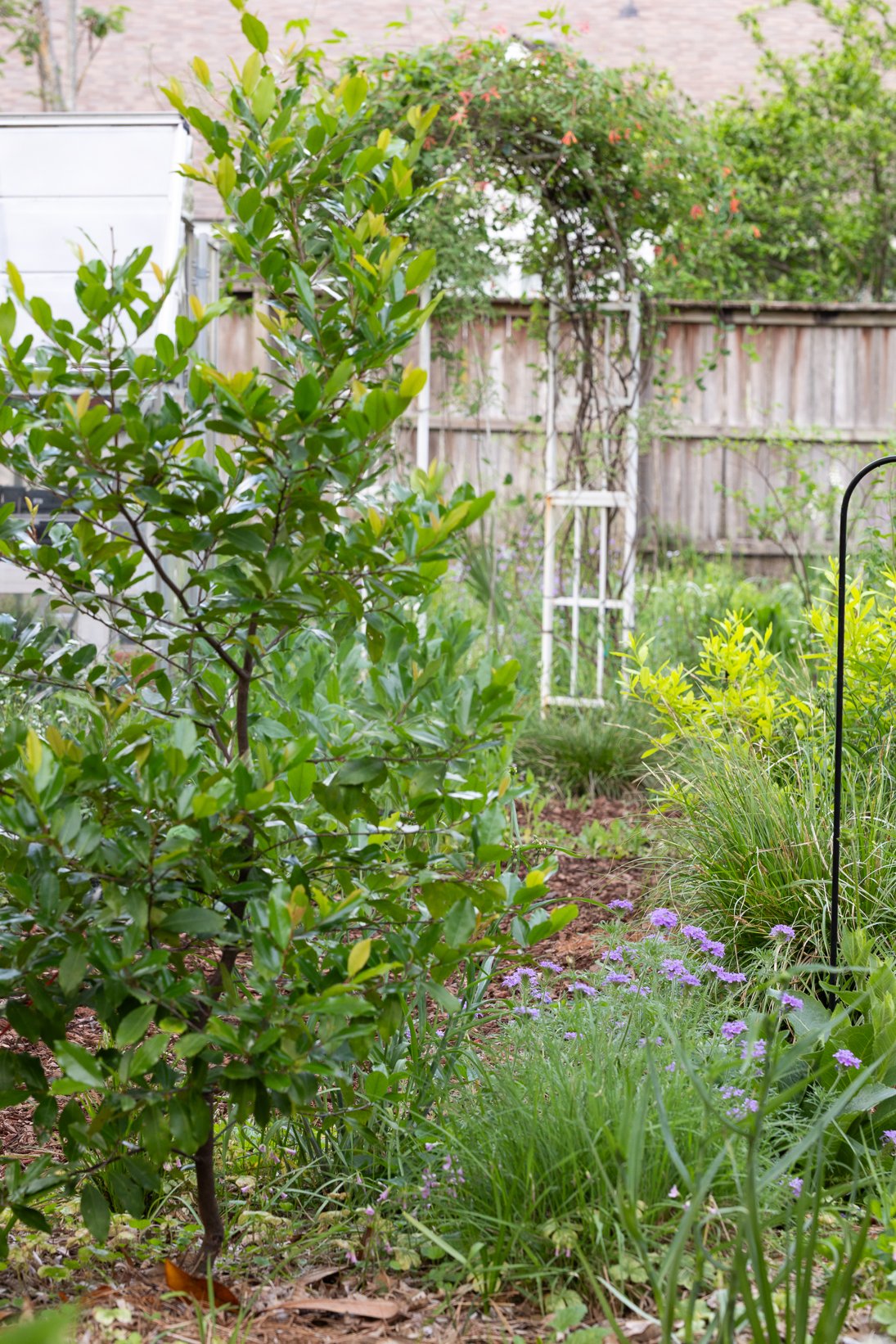 A lush garden with a variety of green plants, purple flowers, and a wooden fence in the background, with a white trellis and an arch covered in climbing plants.
