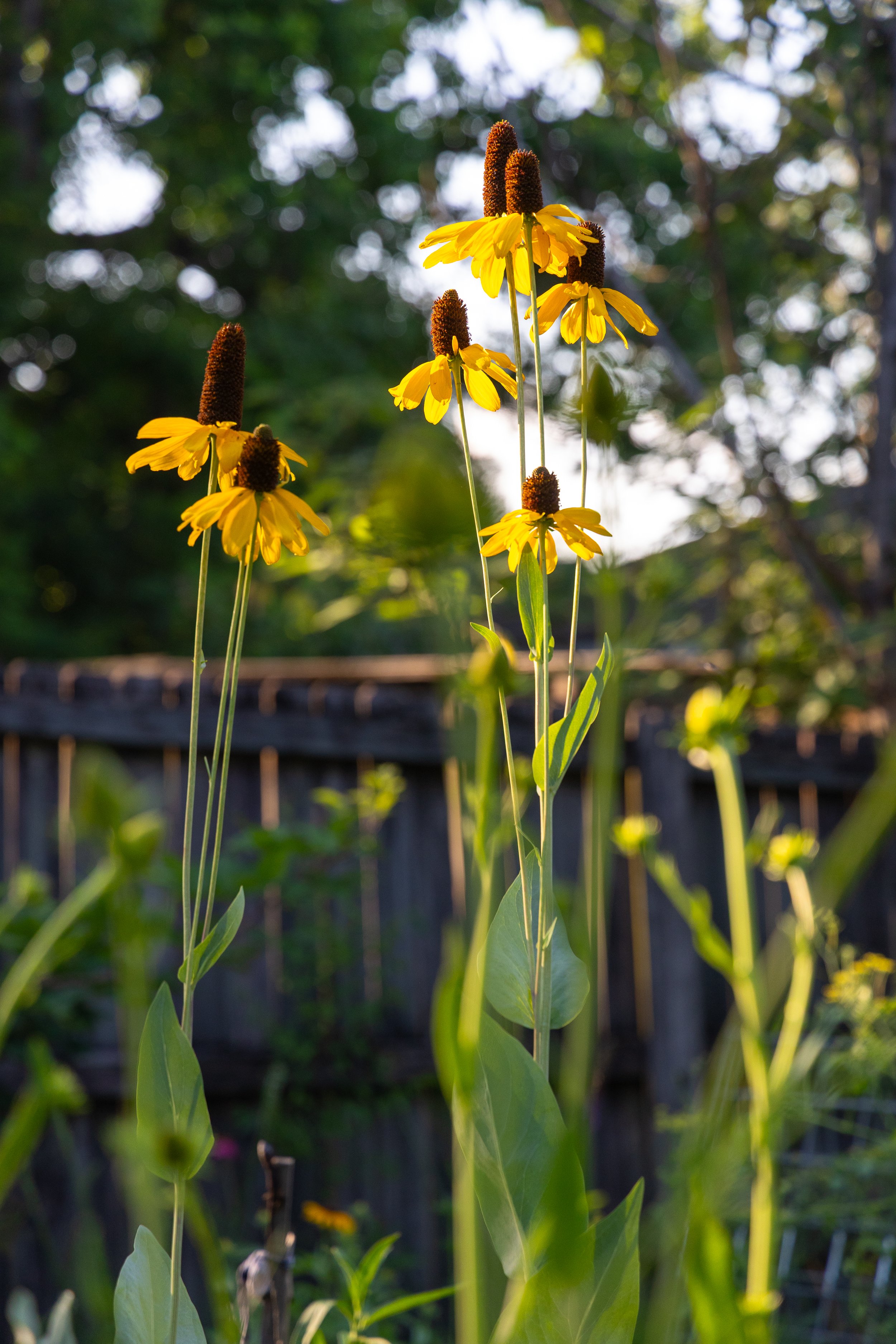 Premium Garden Consultation Service