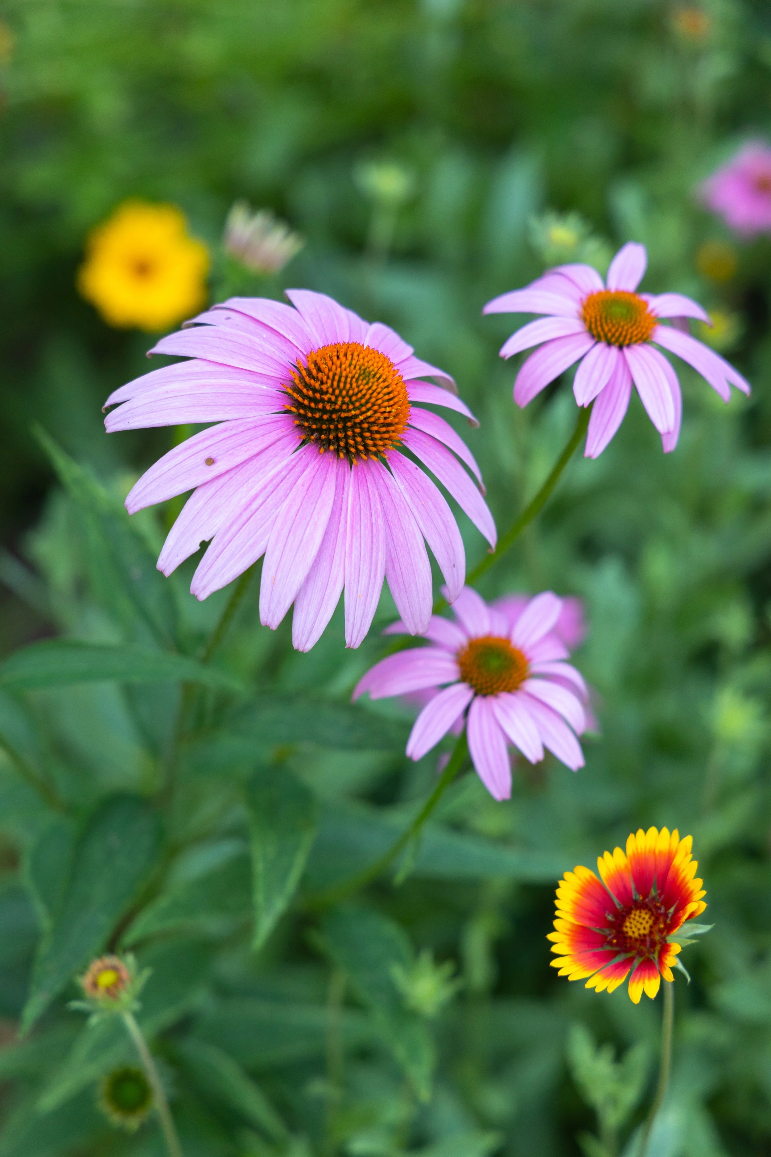 043A4743.jpg
