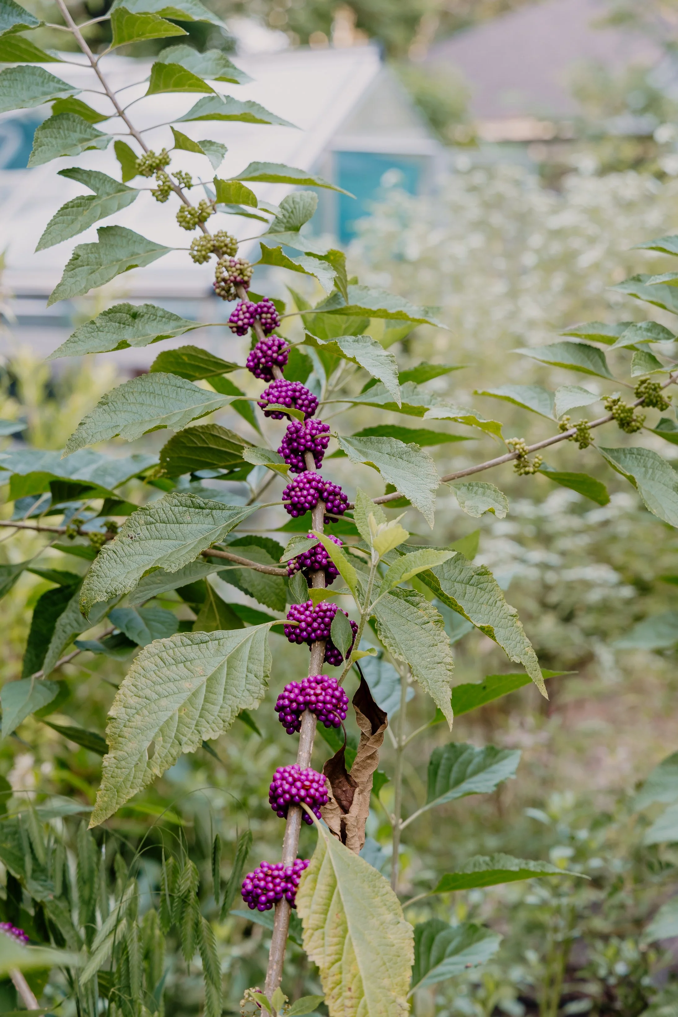 043A5188.jpg