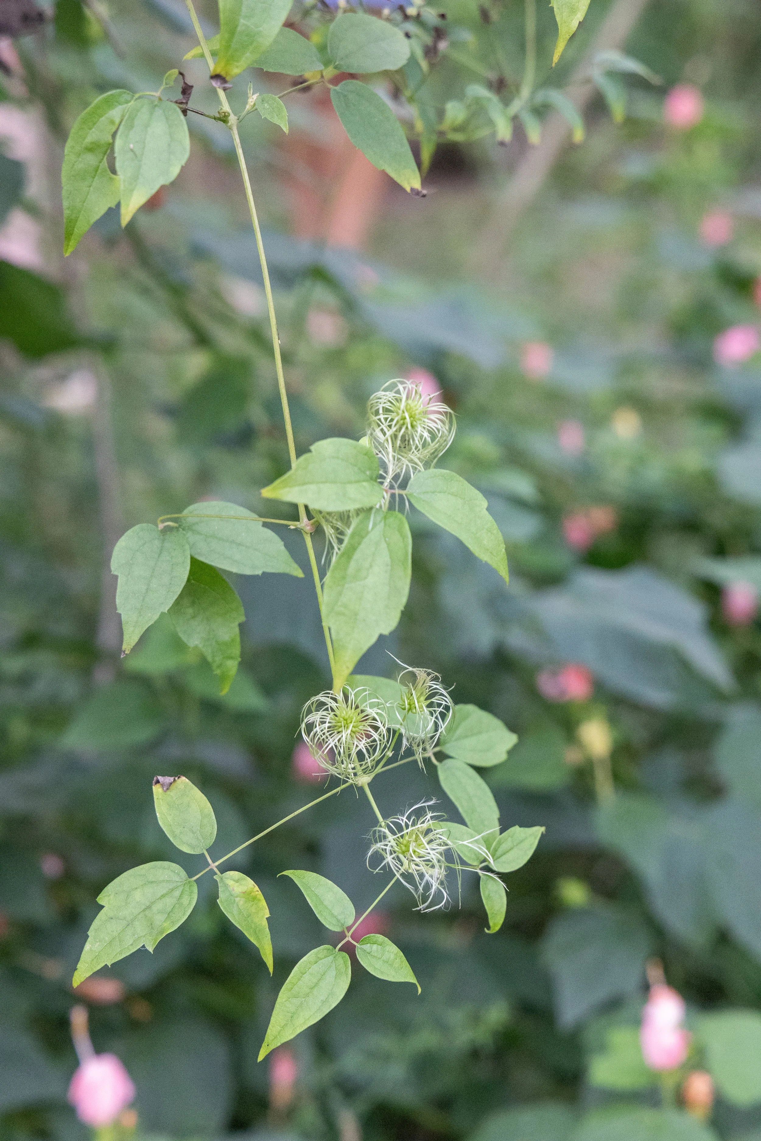 043A6056.jpg