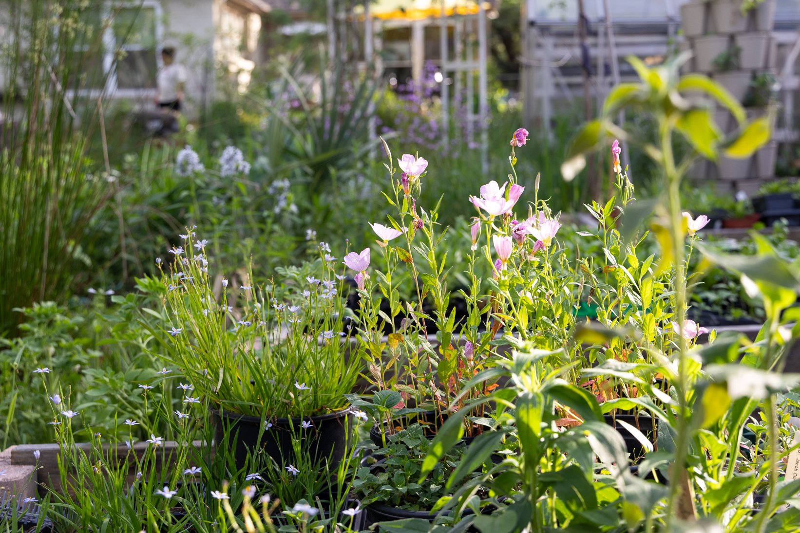 Garden with potted flowering plants, pink and purple blossoms, green foliage, and a person in the background.