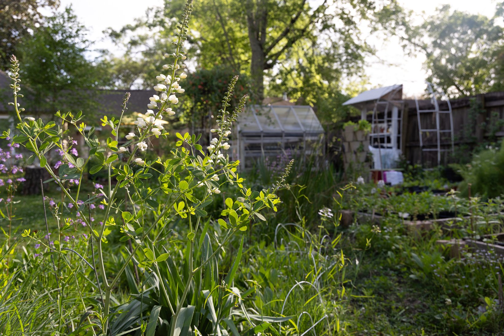 How I Started My Journey with Native Landscaping