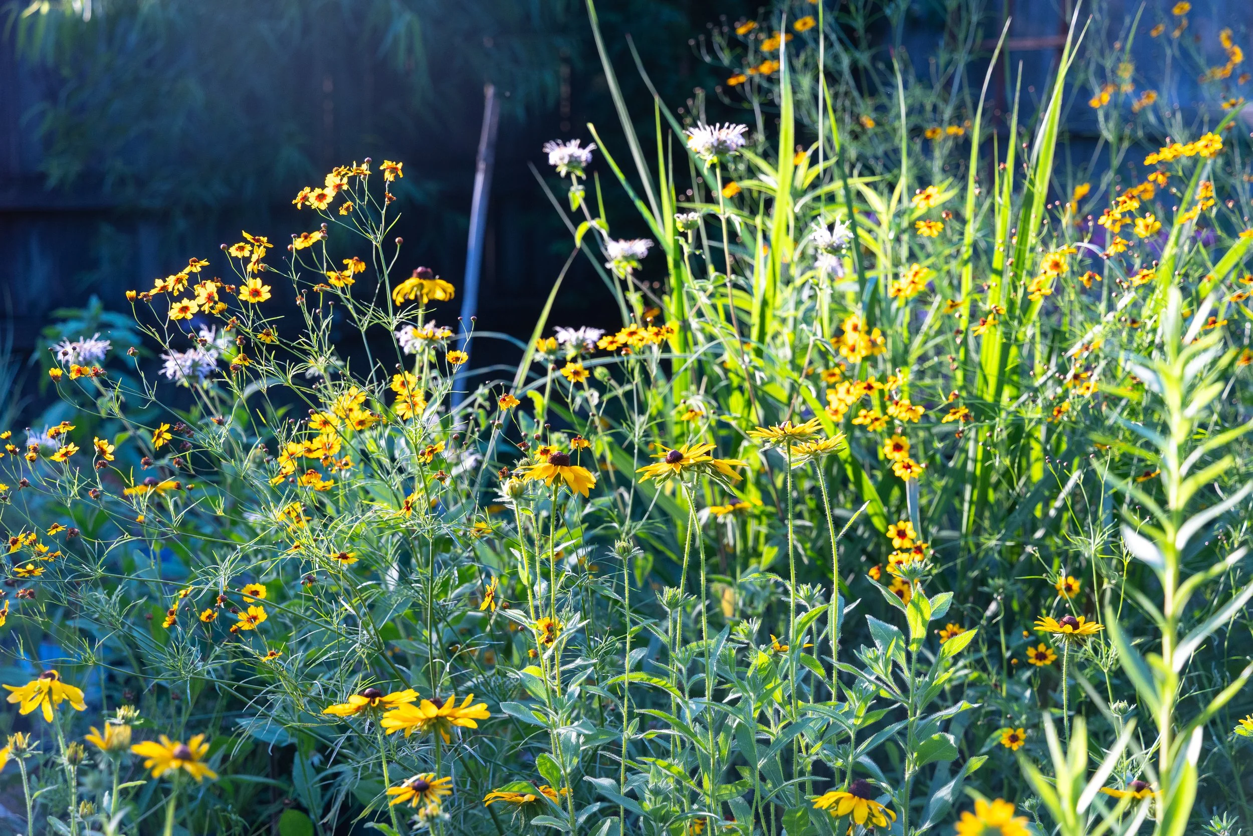 A year in a native garden