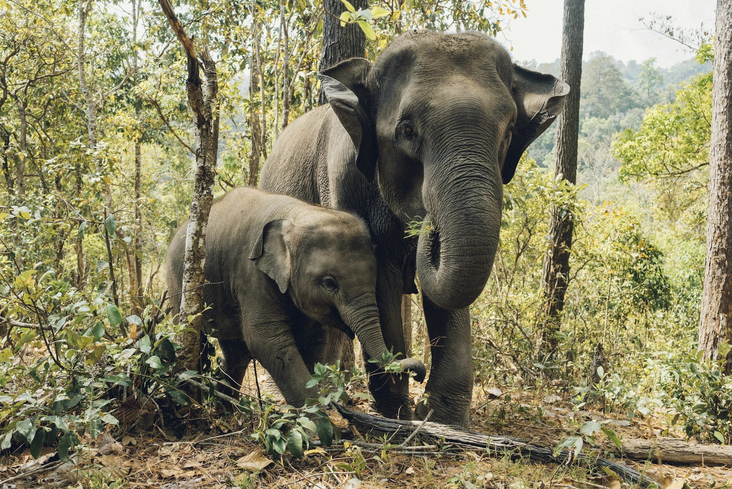 Two elephants, one adult and one baby, walking in a forested area with green trees and foliage.