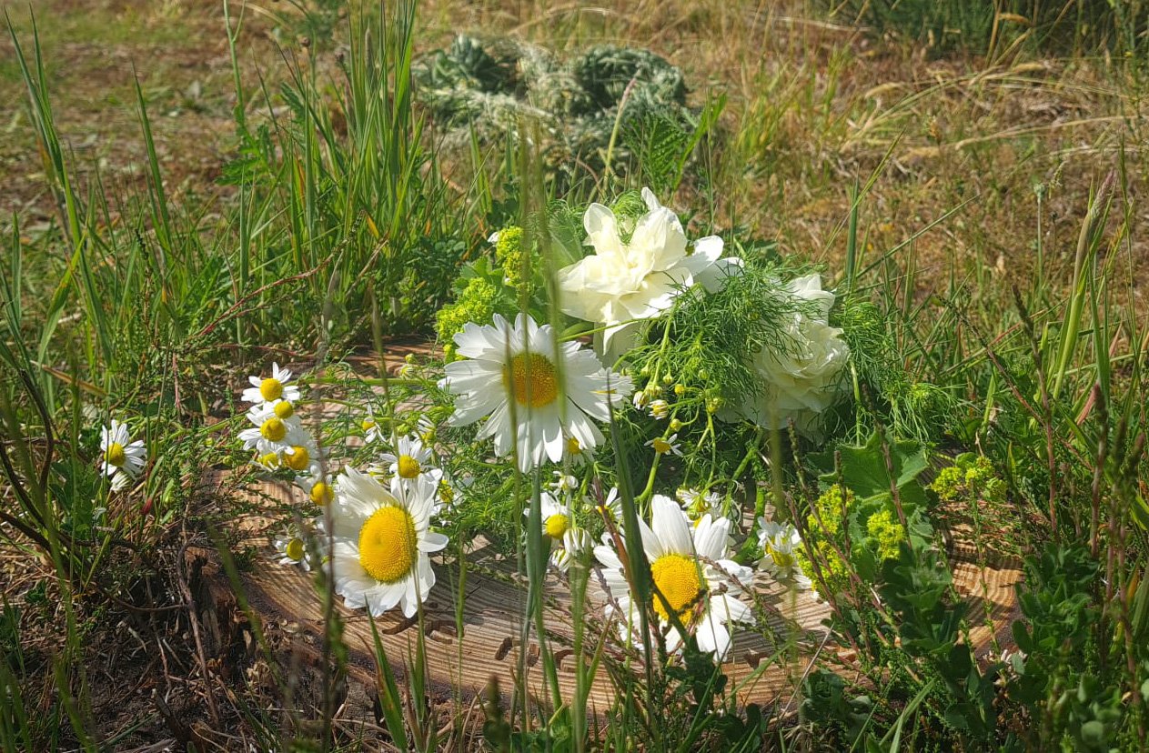 Een bloemenkrans met witte bloemen en gele madeliefjes ligt op het gras tussen groen gras en planten.