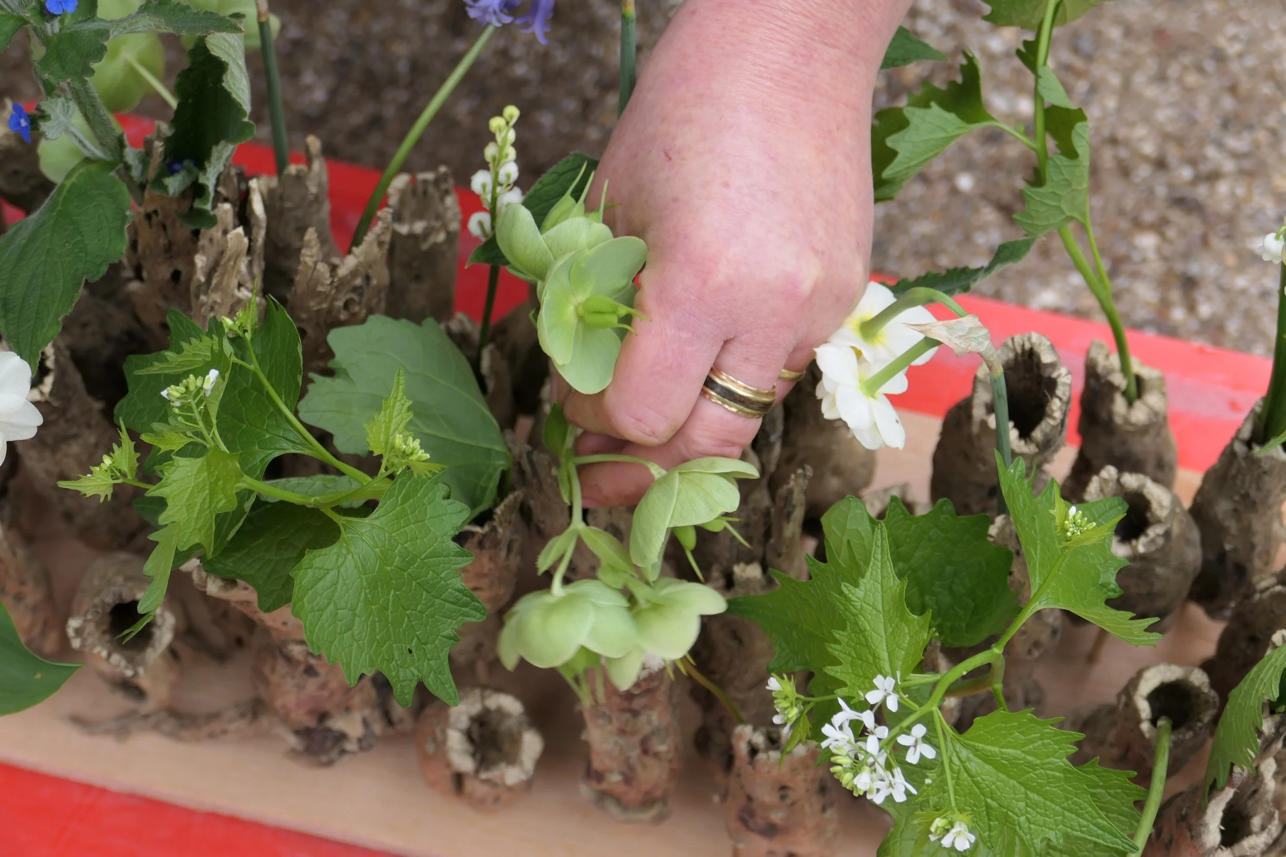 Close-up van een hand die groene planten en witte bloemen plukt uit een bak met stukjes klei en aarde.