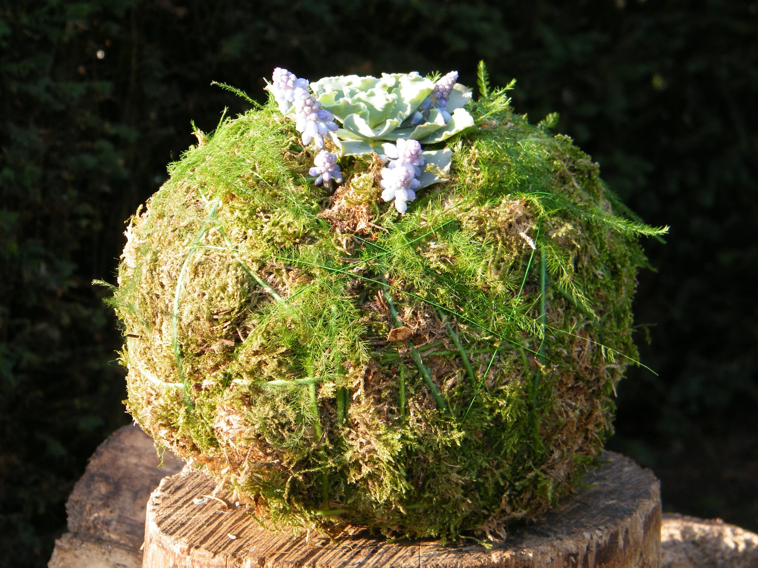 Moss bedekte boomstronk met kleine blauwe en witte bloemen, in een bosomgeving.