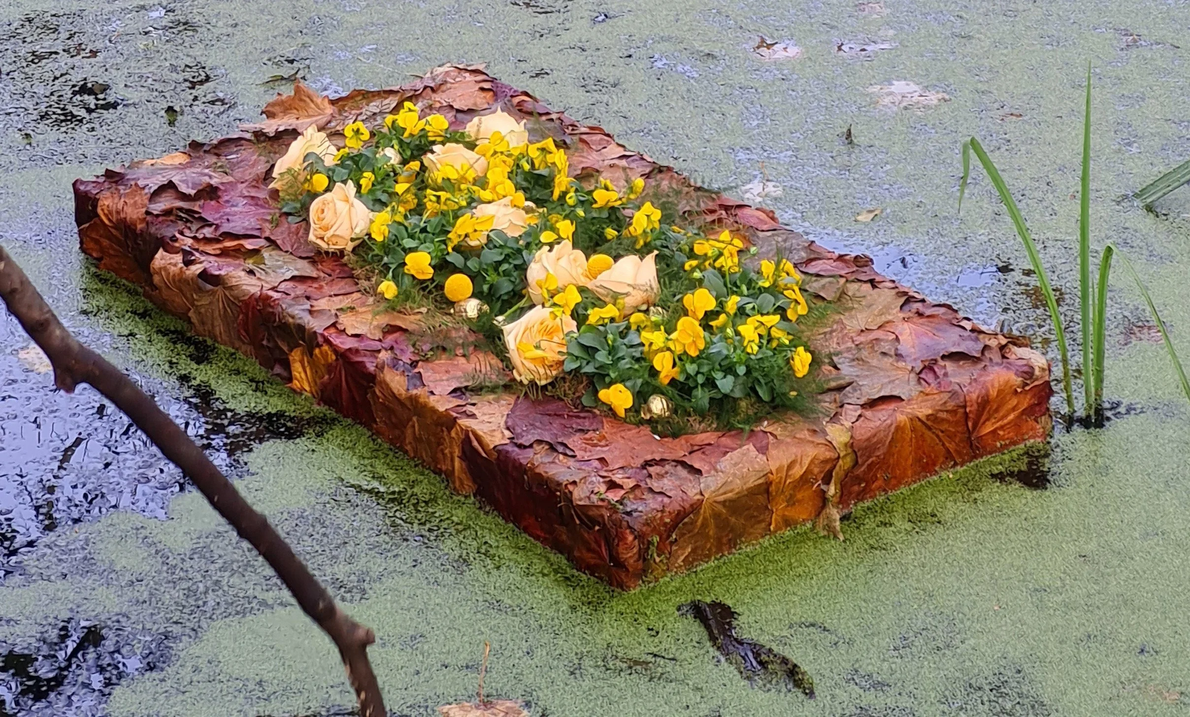 Een drijvend bloemenbed met gele en creme kleurige bloemen, omringd door gevallen herfstbladeren, op een groen wateroppervlak bedekt met algen of plantengroei.