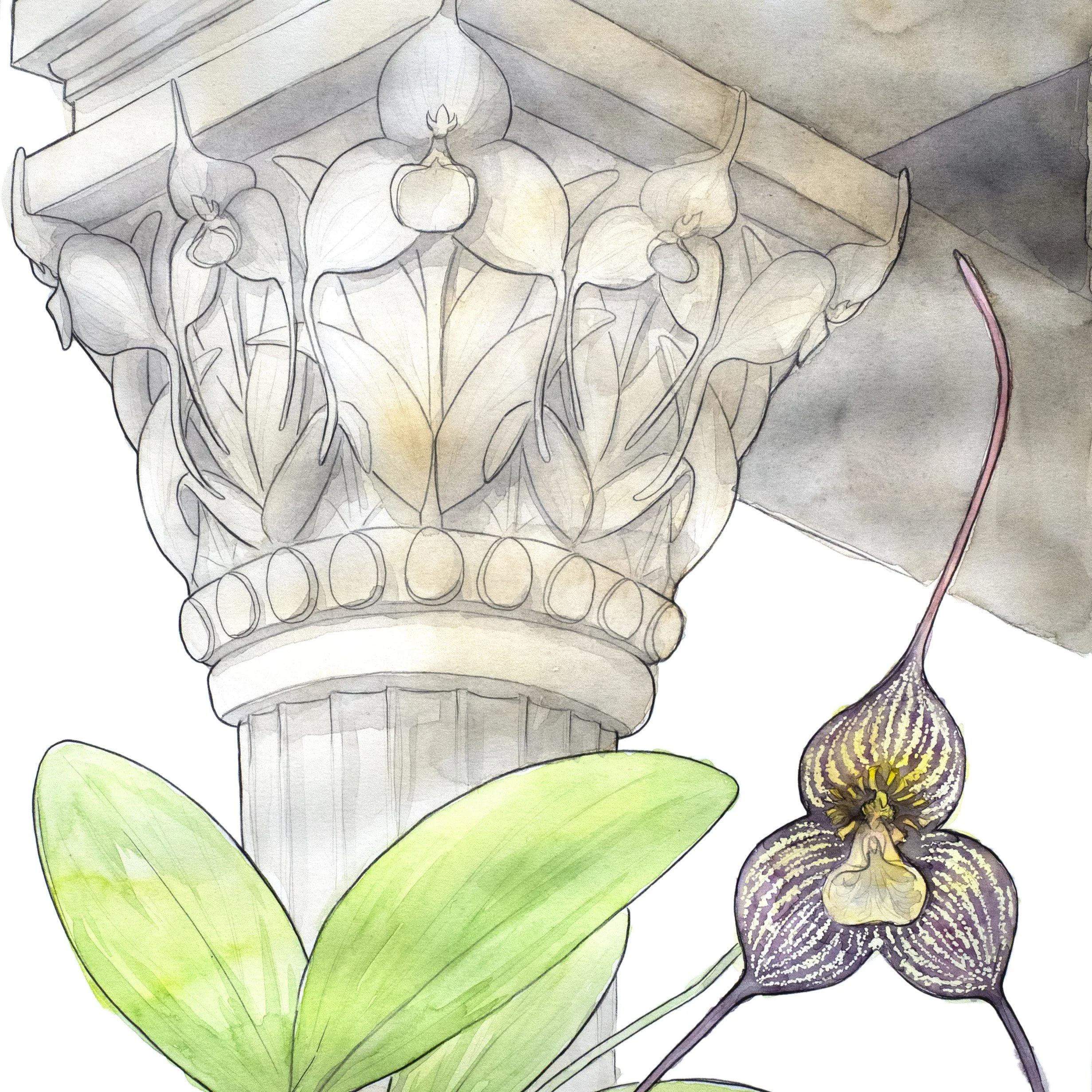 Dracula Vampira - Square.jpg