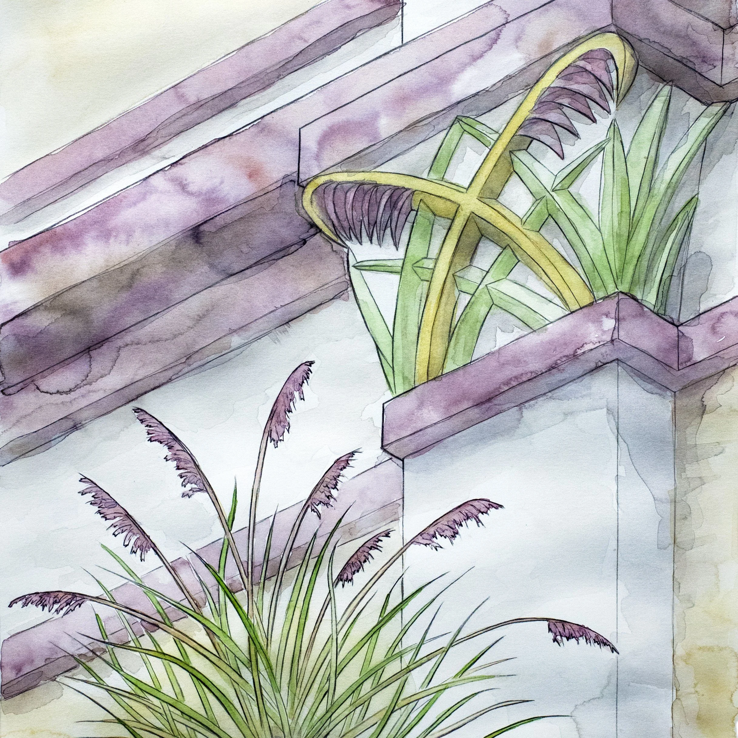 Calamagrostis Intermedia - Square.jpg