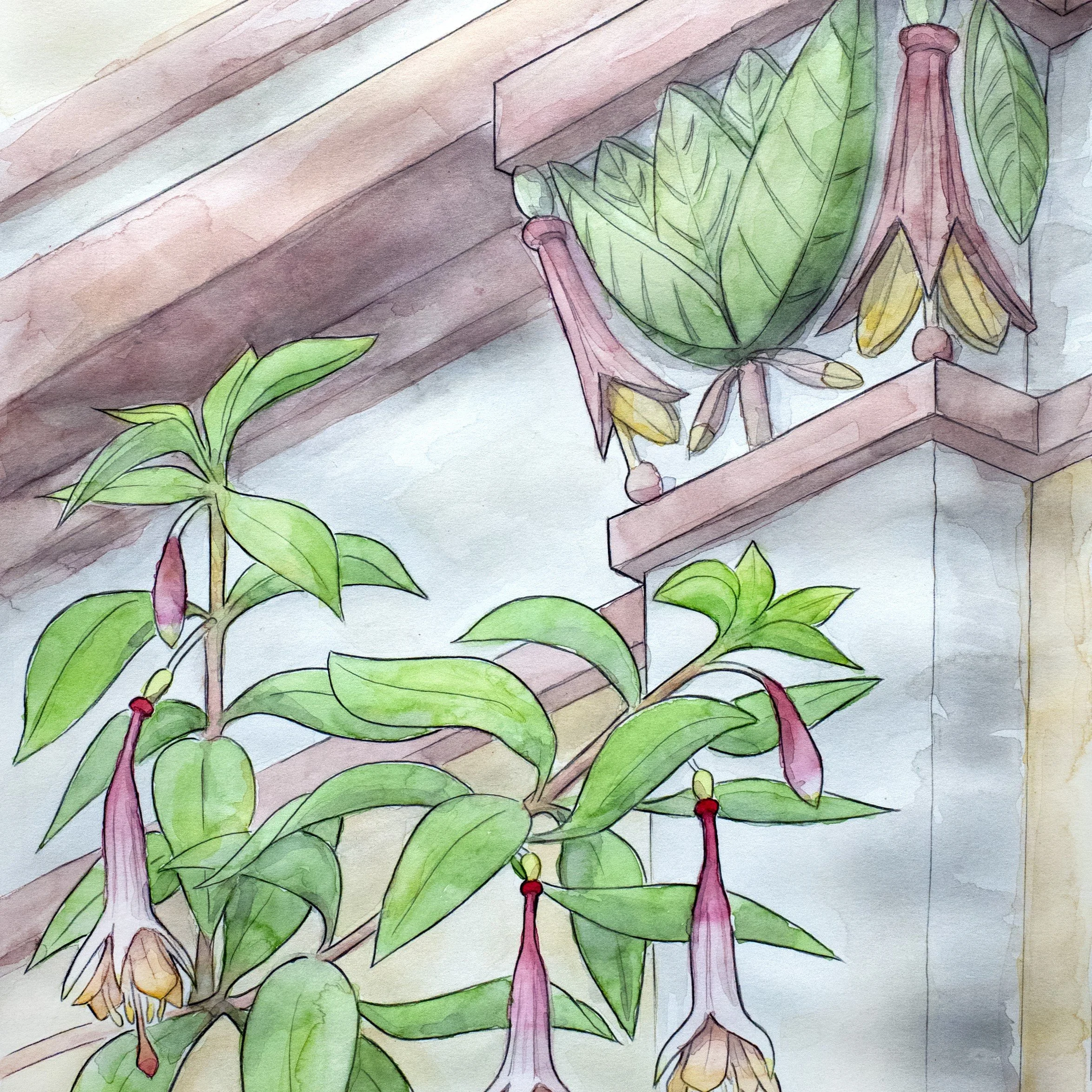 Fuchsia Campii - Square.jpg