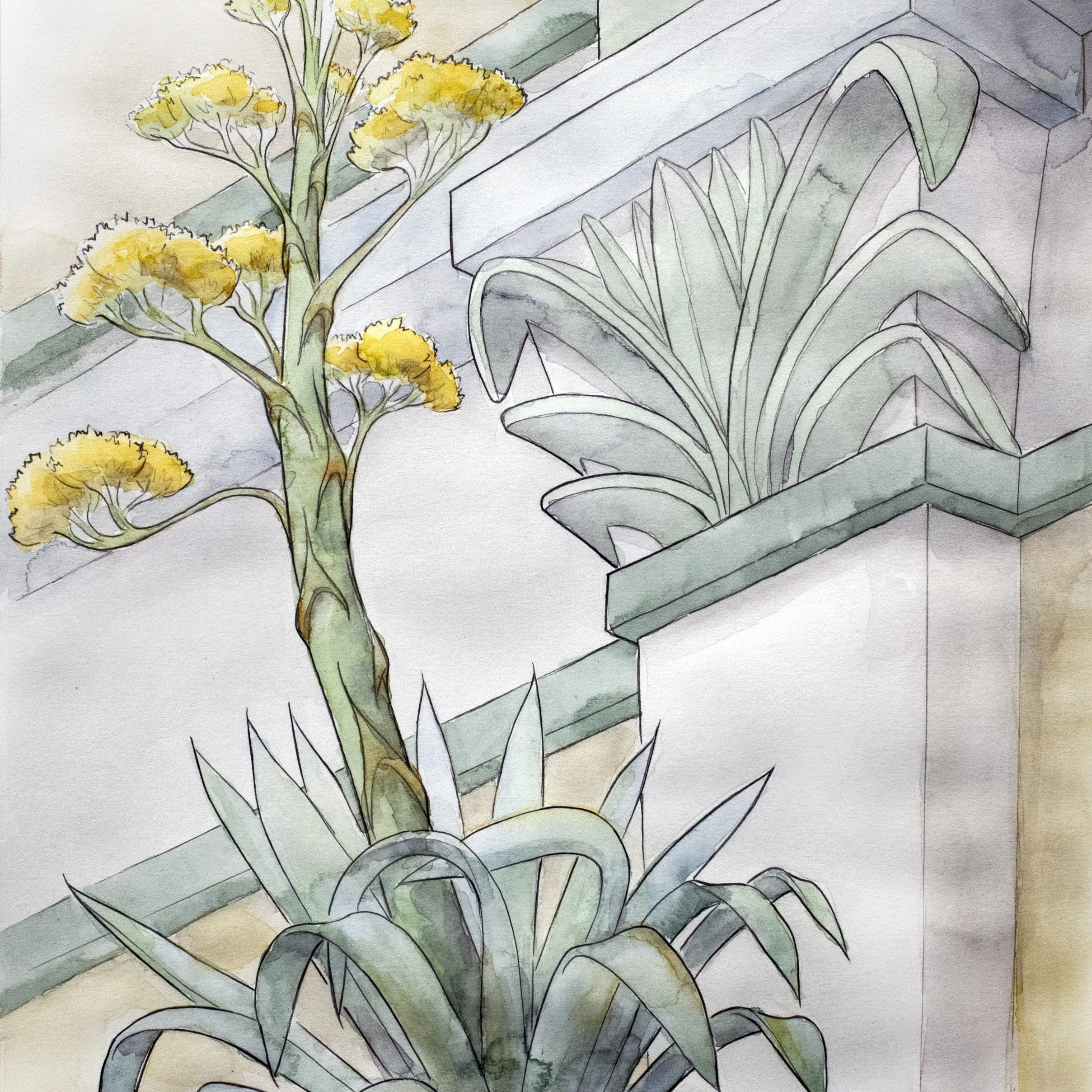 Agave Americana - SQUARE.jpg