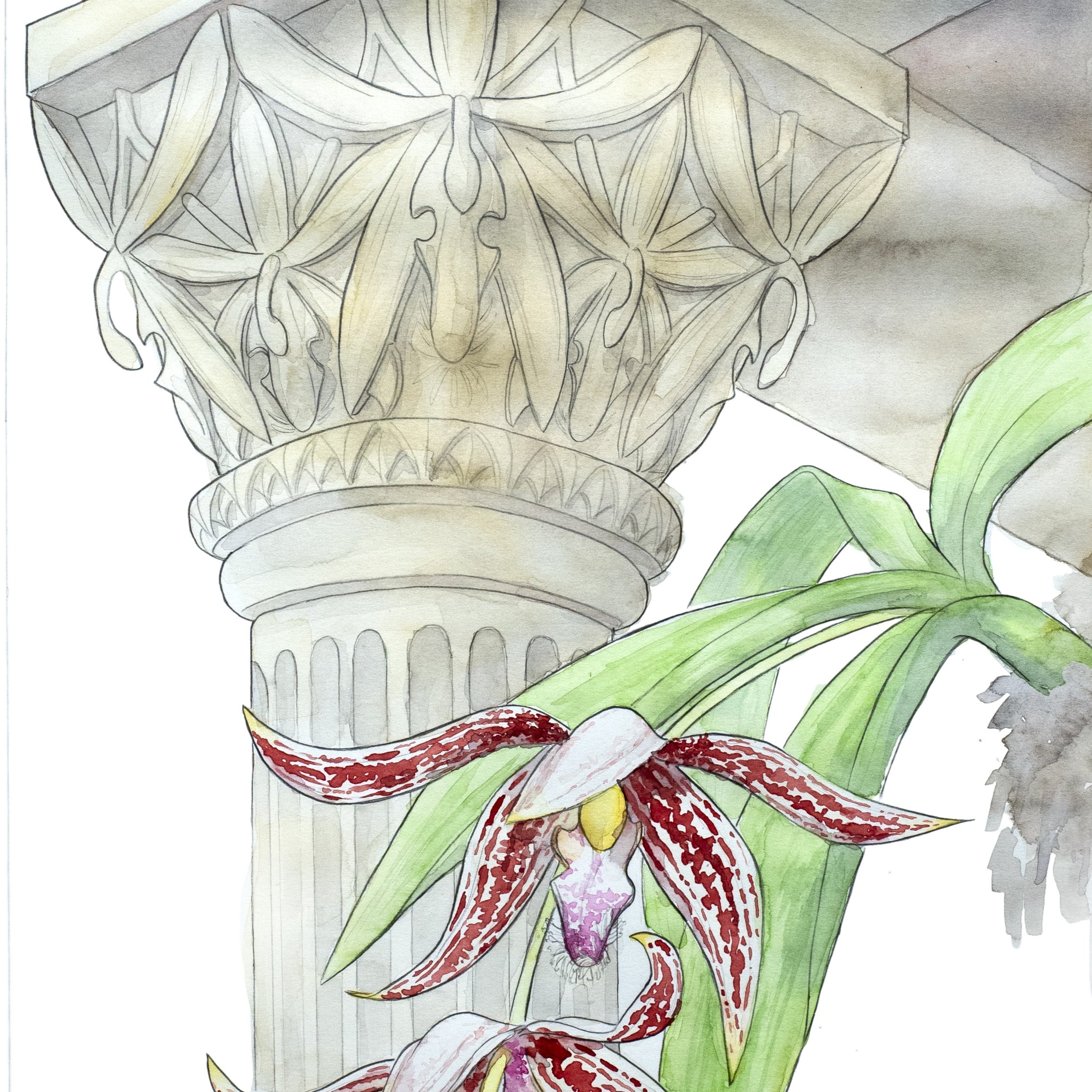 Paphinia Benzingii - Square.jpg