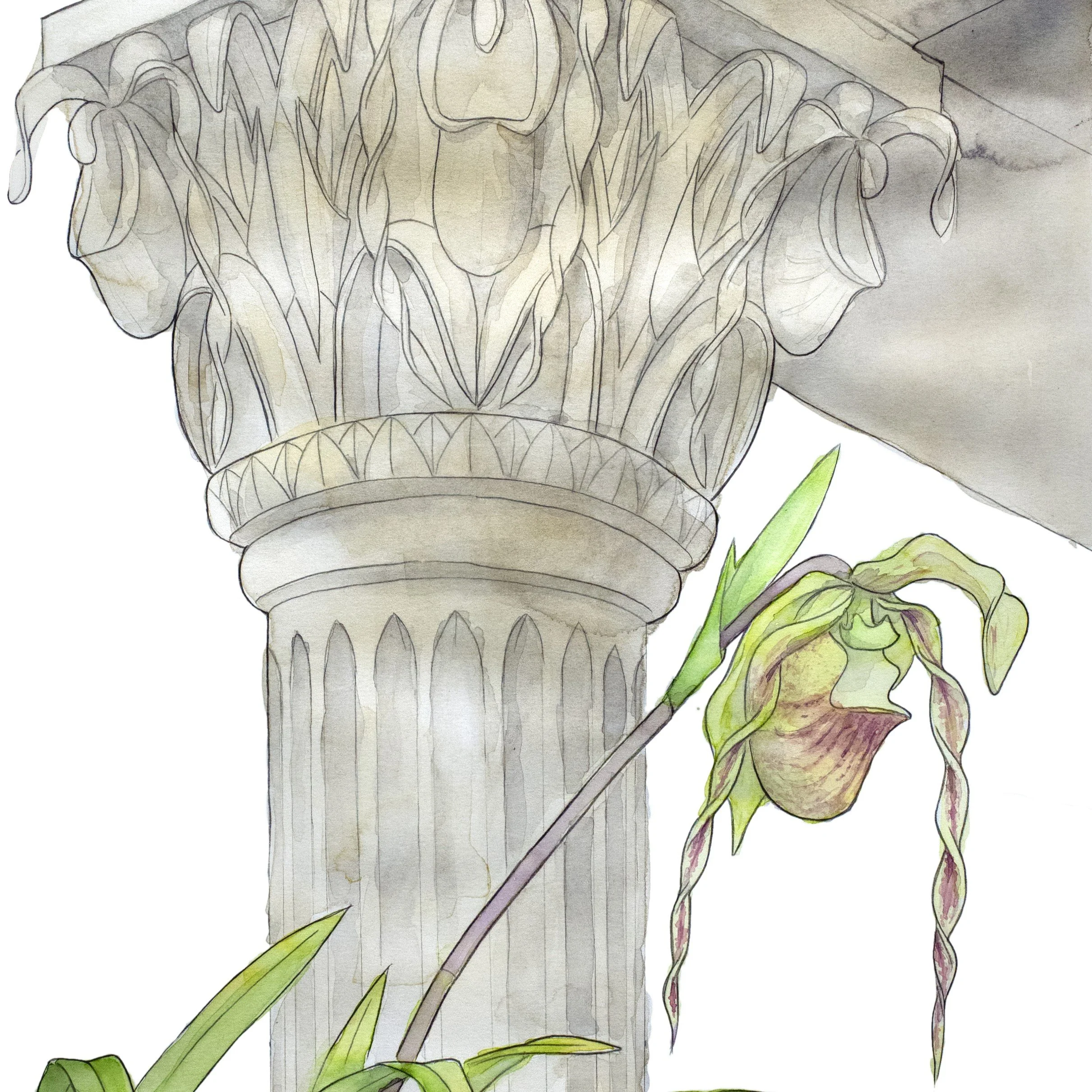 Phragmipedium Hirtzii - Square.jpg