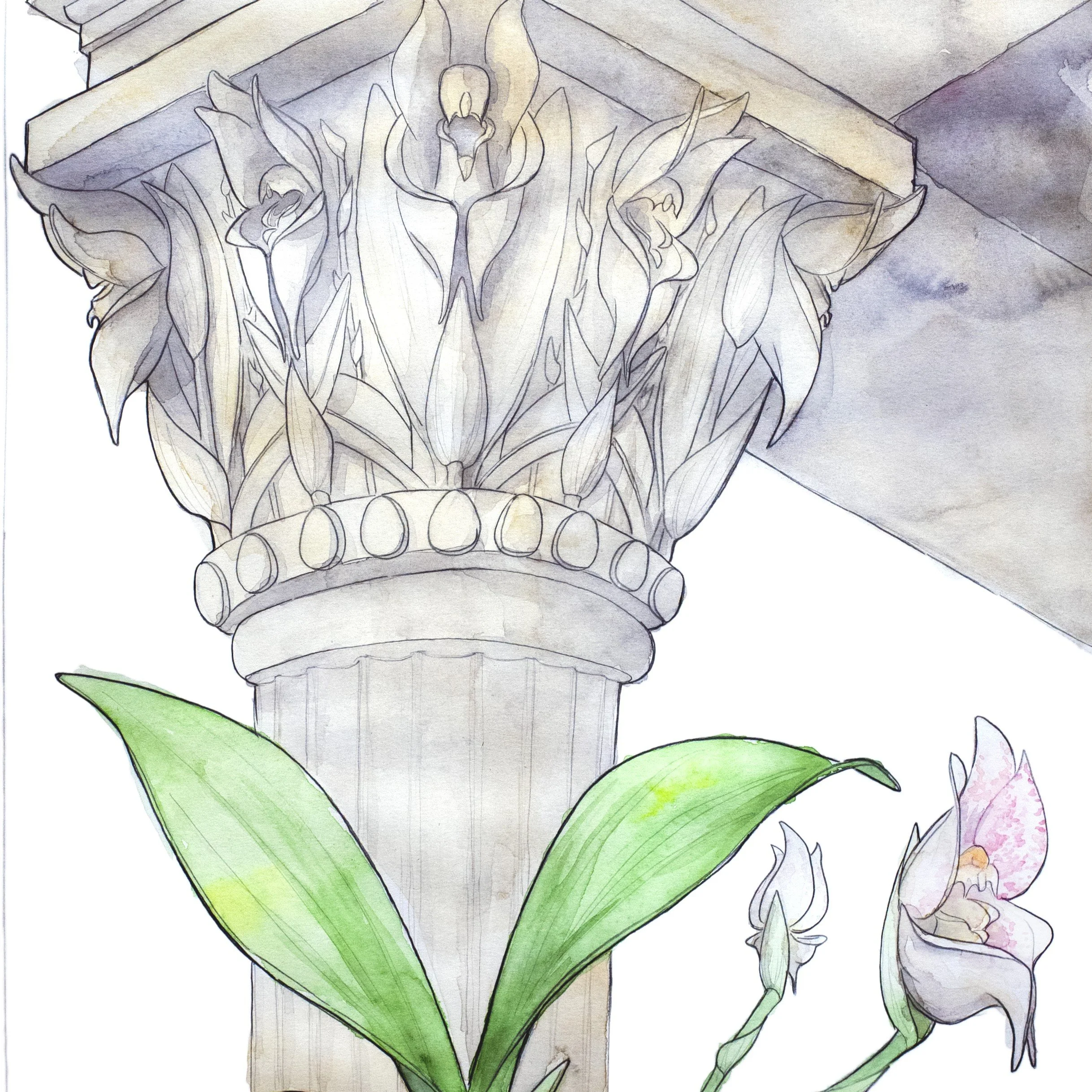 Anguloa Virginalis - Square.jpg