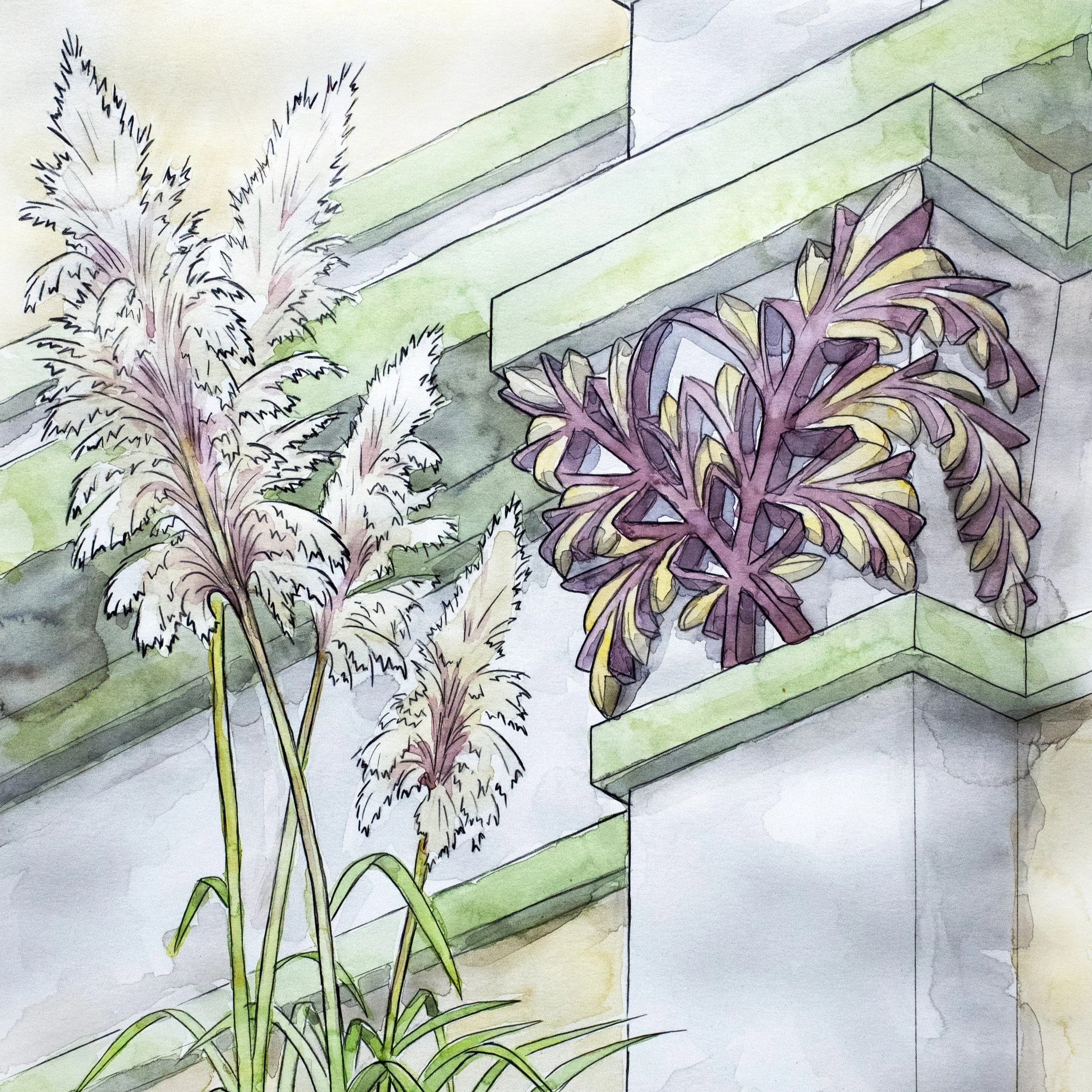 Cortaderia Jubata - Square.jpg