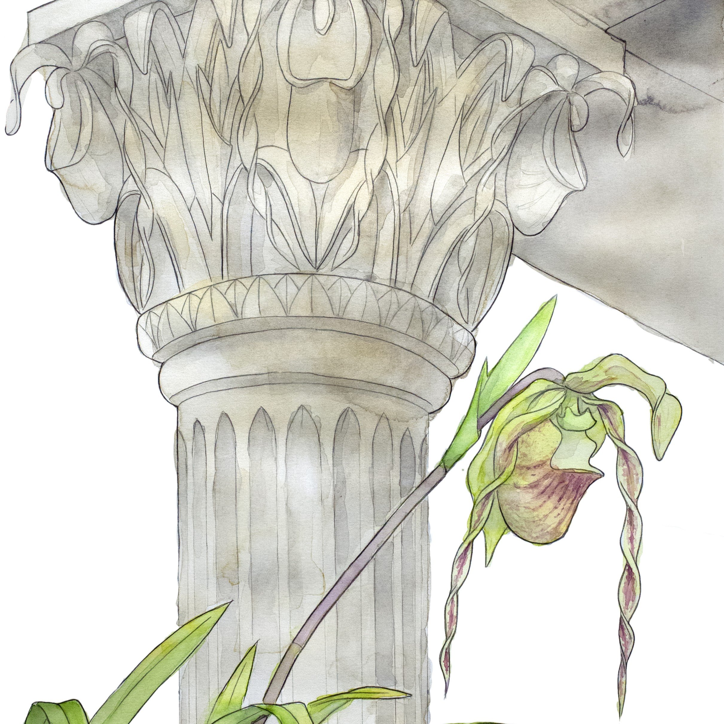 Phragmipedium Hirtzii - Square.jpg