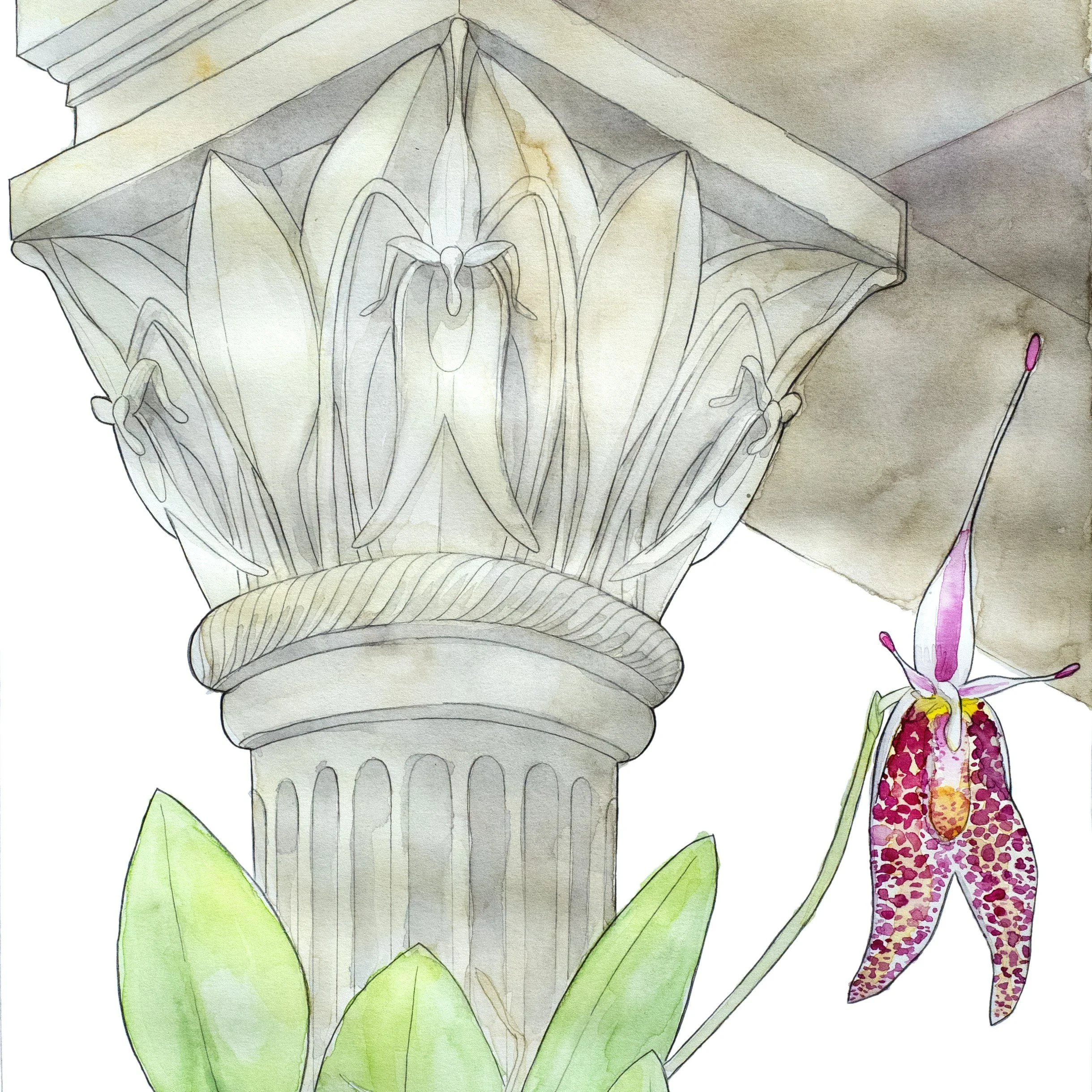 Restrepia Schizosepala - Square.jpg