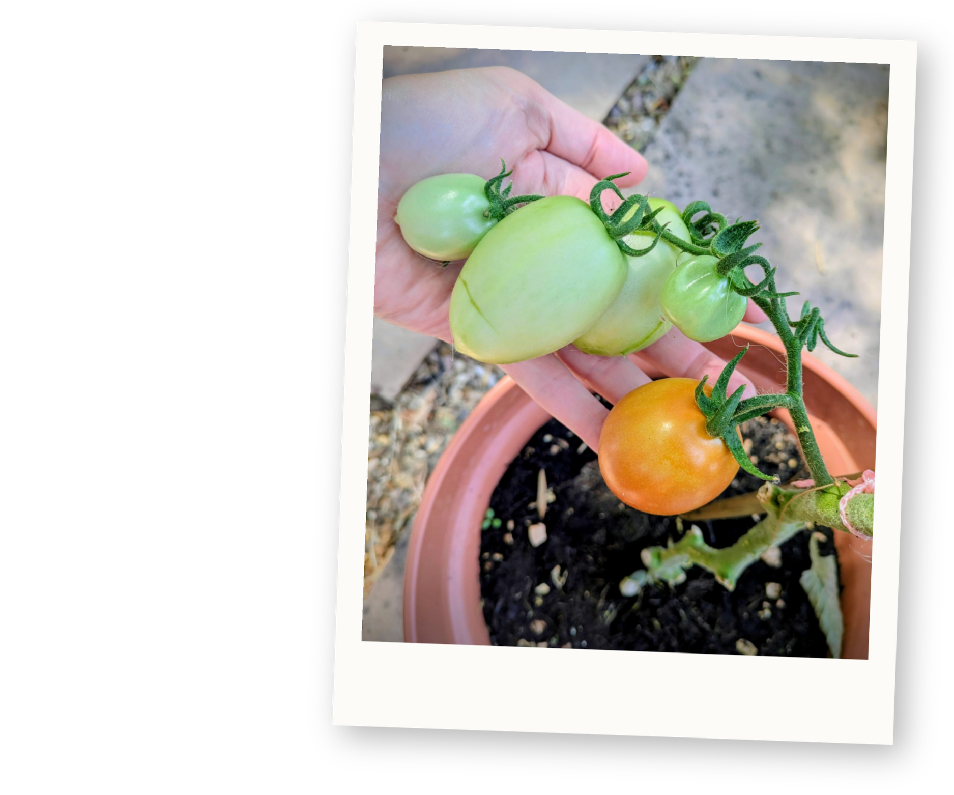 Homegrown tomatoes growing in a garden pot.