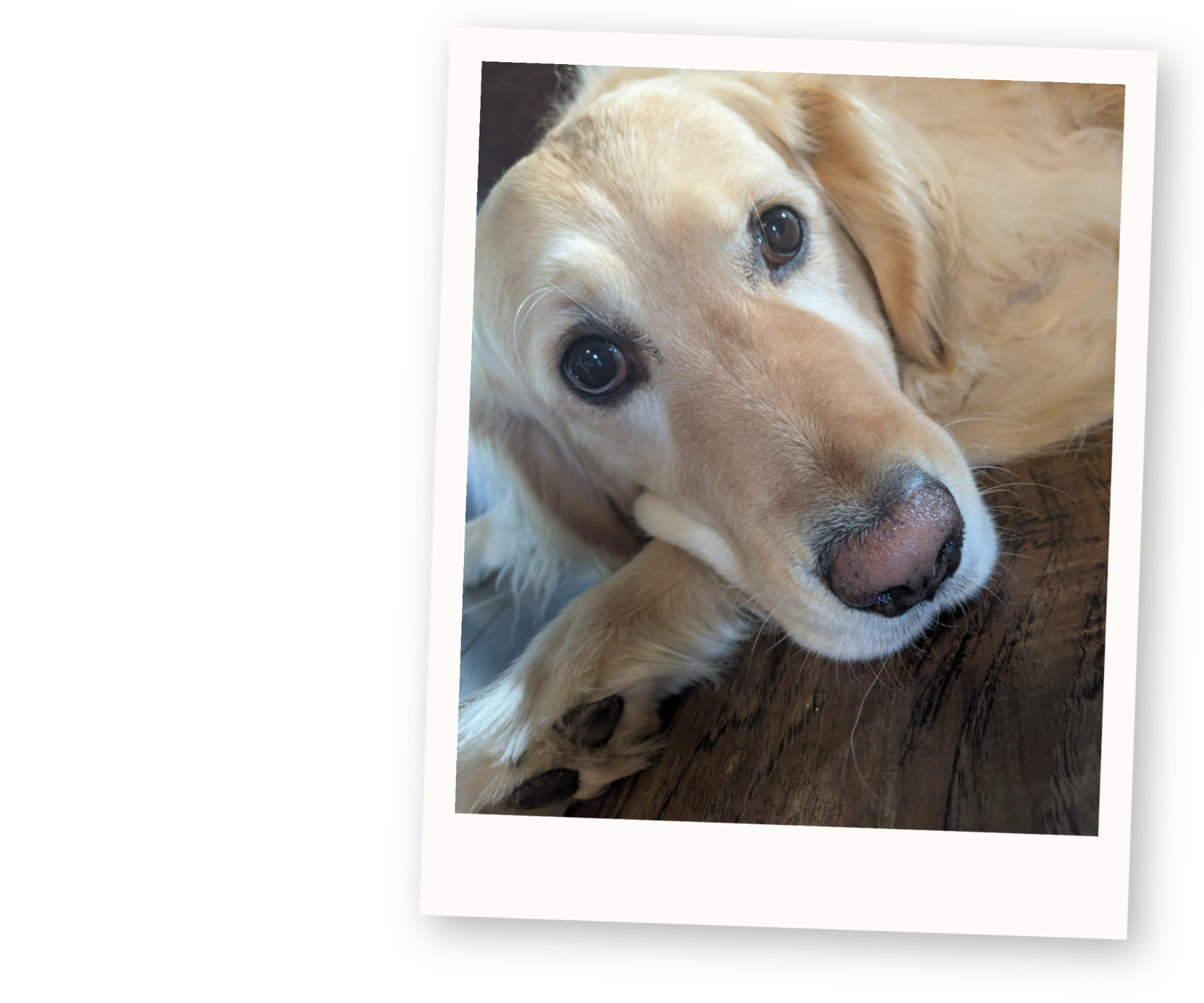 Rosie the golden retriever relaxing at home.