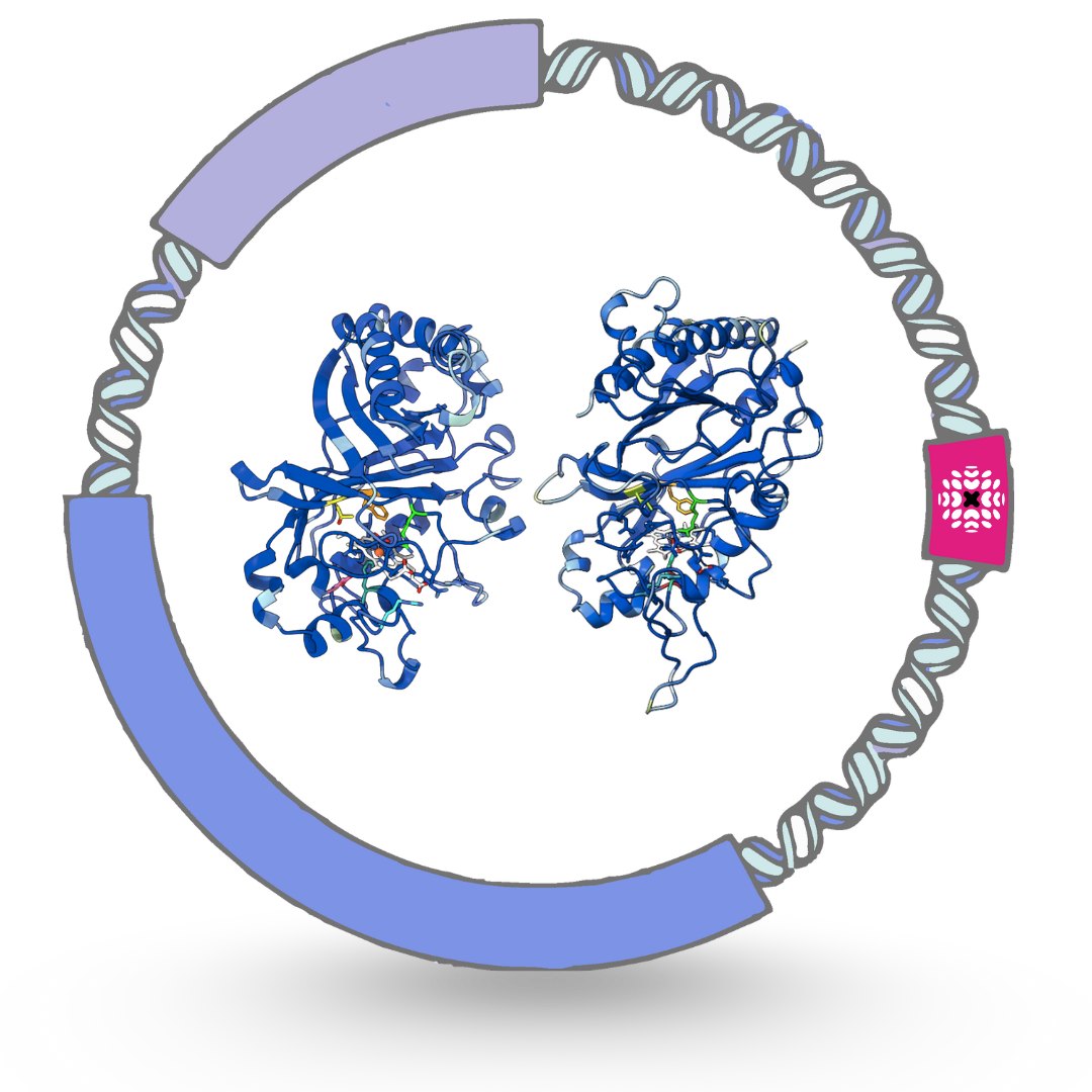A detailed 3D molecular structure of a protein, with a circular diagram surrounding it, indicating scientific data or diagram in bioinformatics or structural biology.