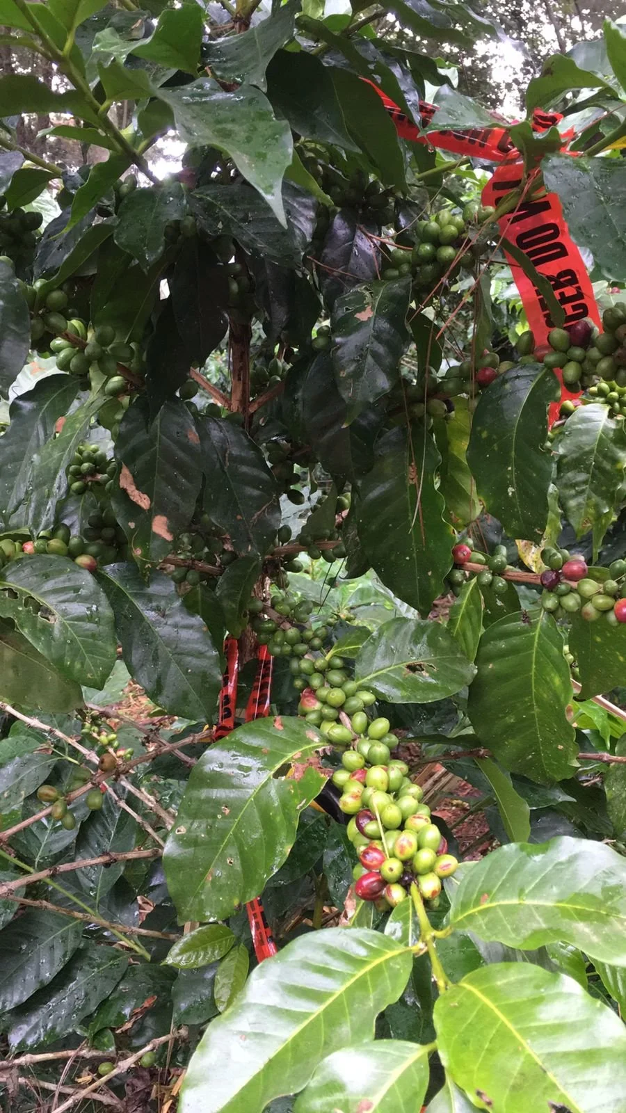 Un país lleno de cafés extraordinarios