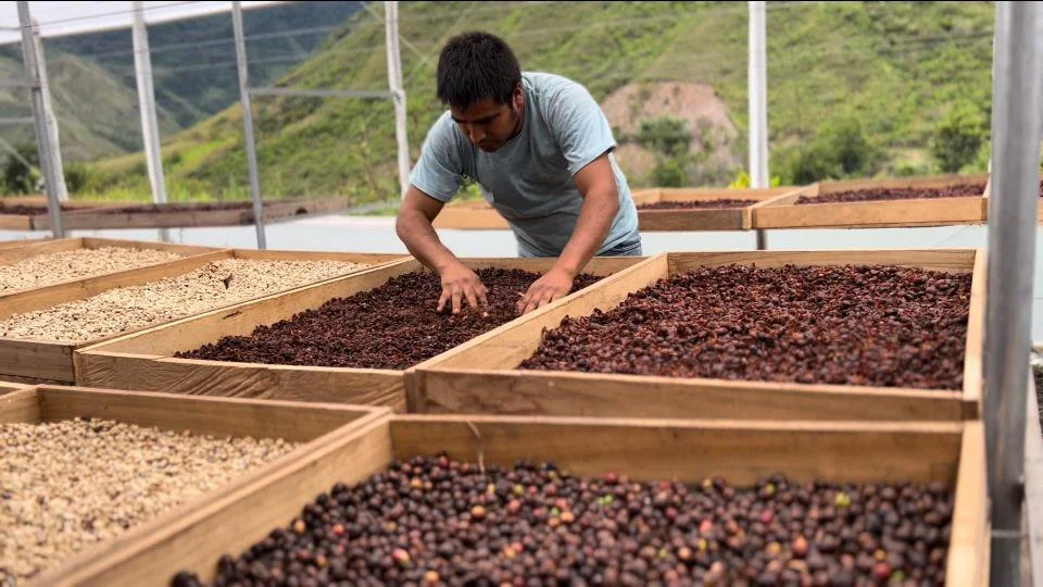 No, este café no tiene durazno añadido