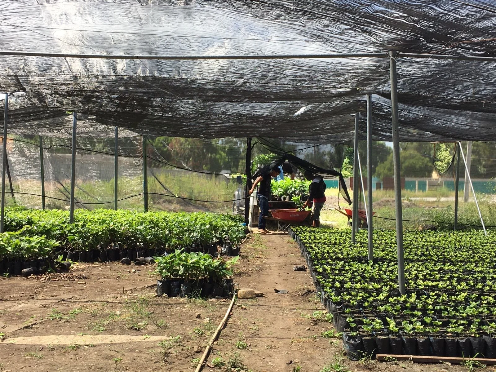 Día Internacional del Café: celebrar una taza también debería hacernos pensar
