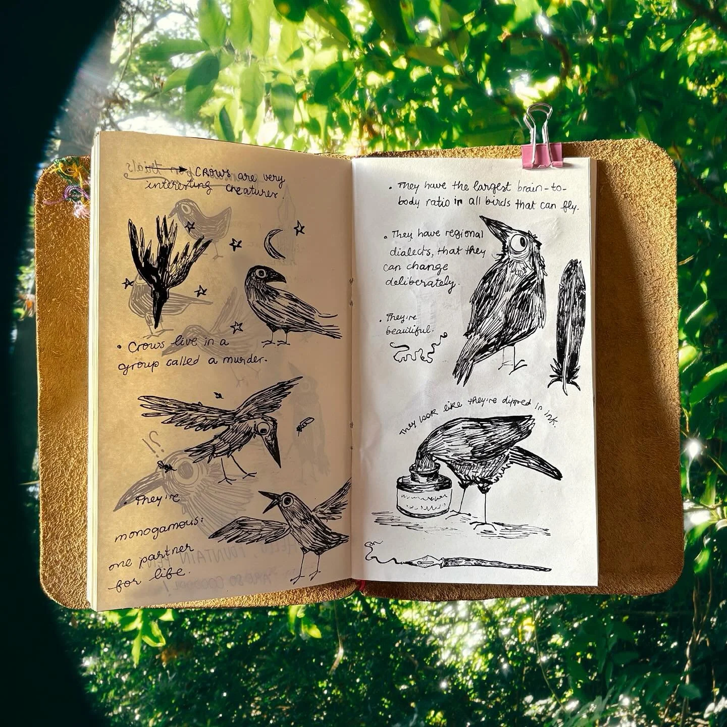 🐦&zwj;⬛ Crows: A study. 

Dip pens have lately been an obsession. The feeling of the ink, thickness of the lines, all of it.
There&rsquo;s also a certain beauty in slowing down and preparing for the drawing session as well as winding down and cleani