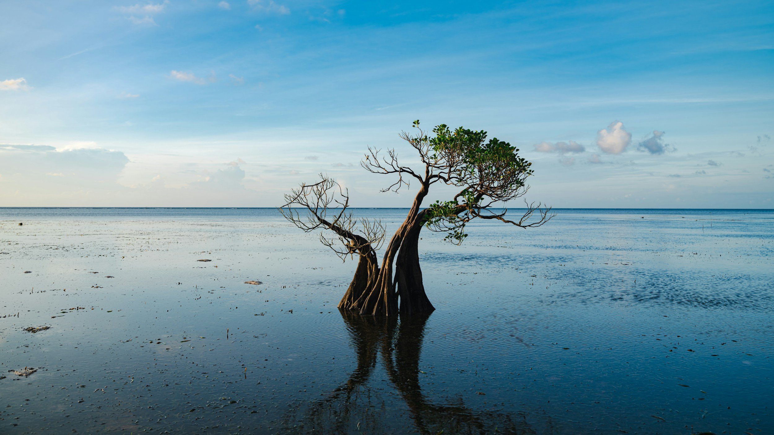 A single, split tree on a wet beach that is reflecting the blue sky above