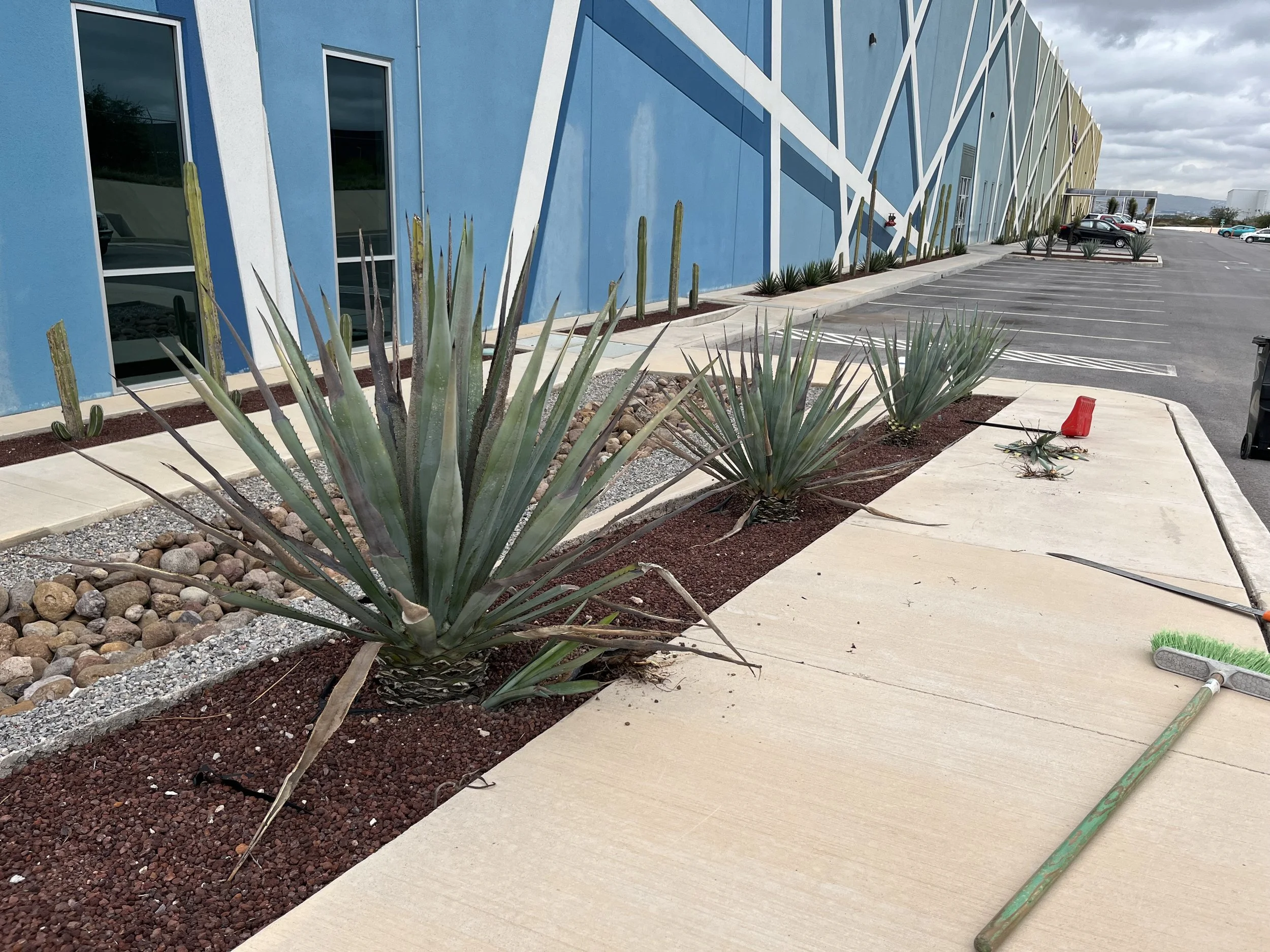 Plantas de agave y cactus en un área de jardinería cerca de un edificio azul con paredes de vidrio y un estacionamiento en un día nublado.